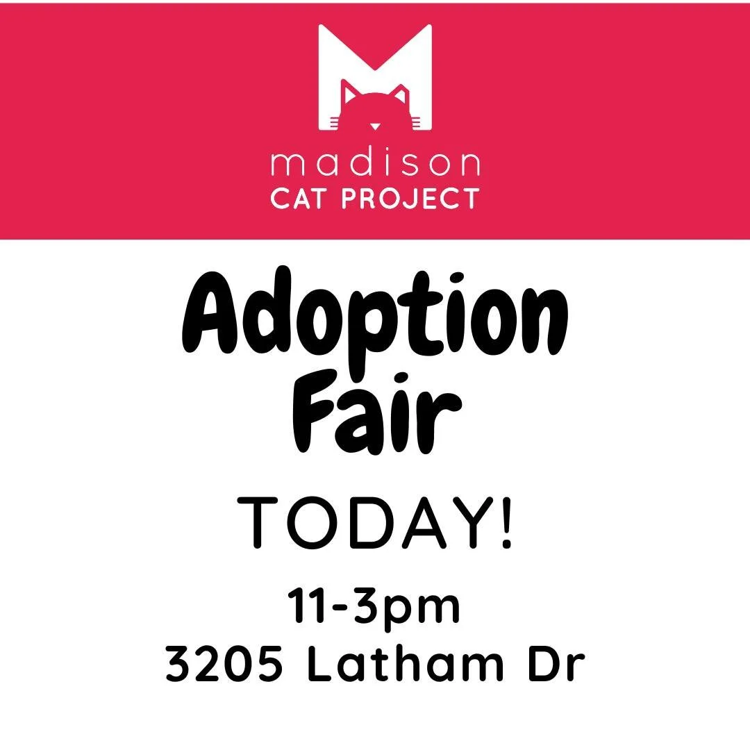 Adoption Fair