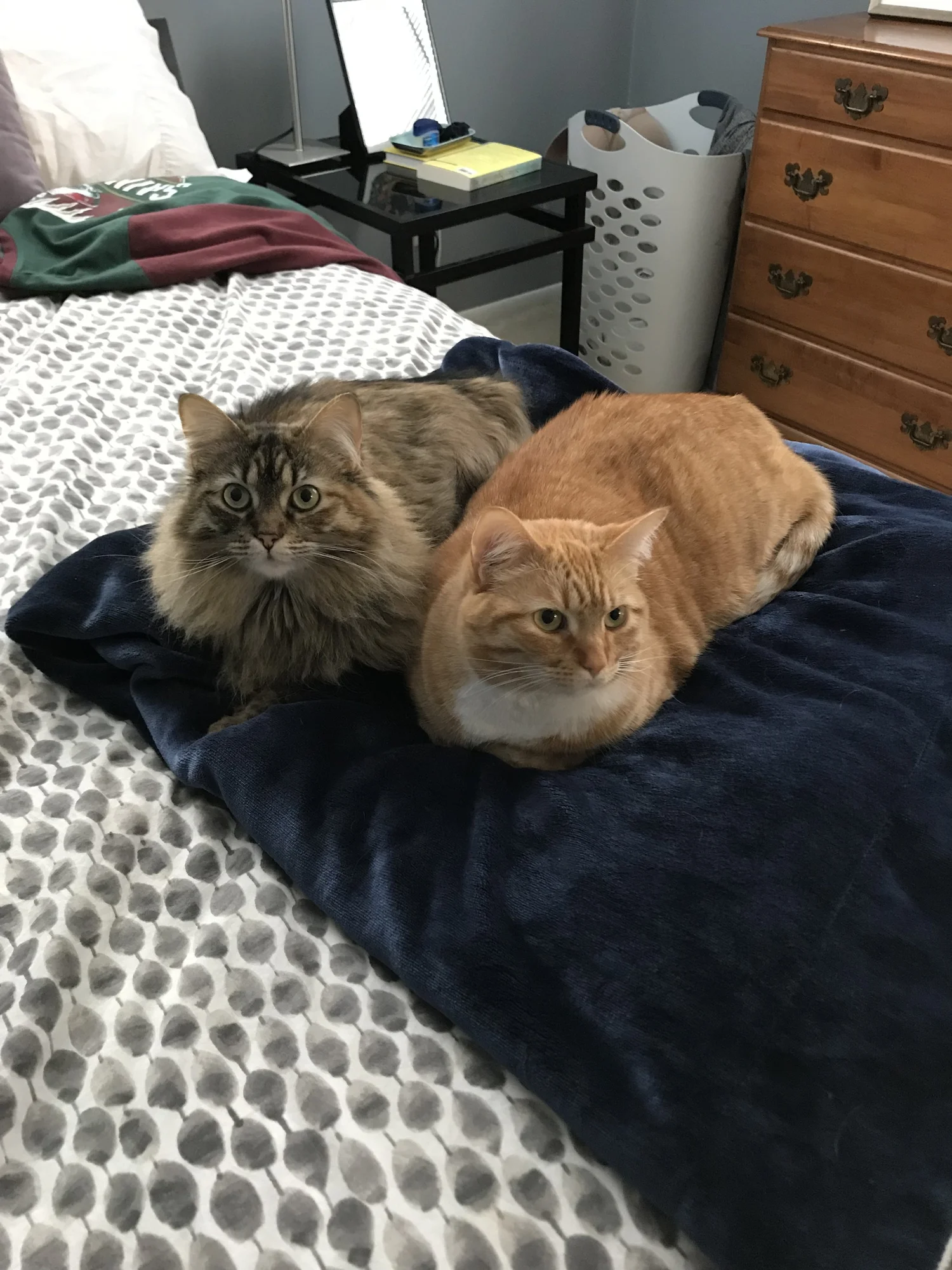 Available Cats in the Community — Madison Cat Project