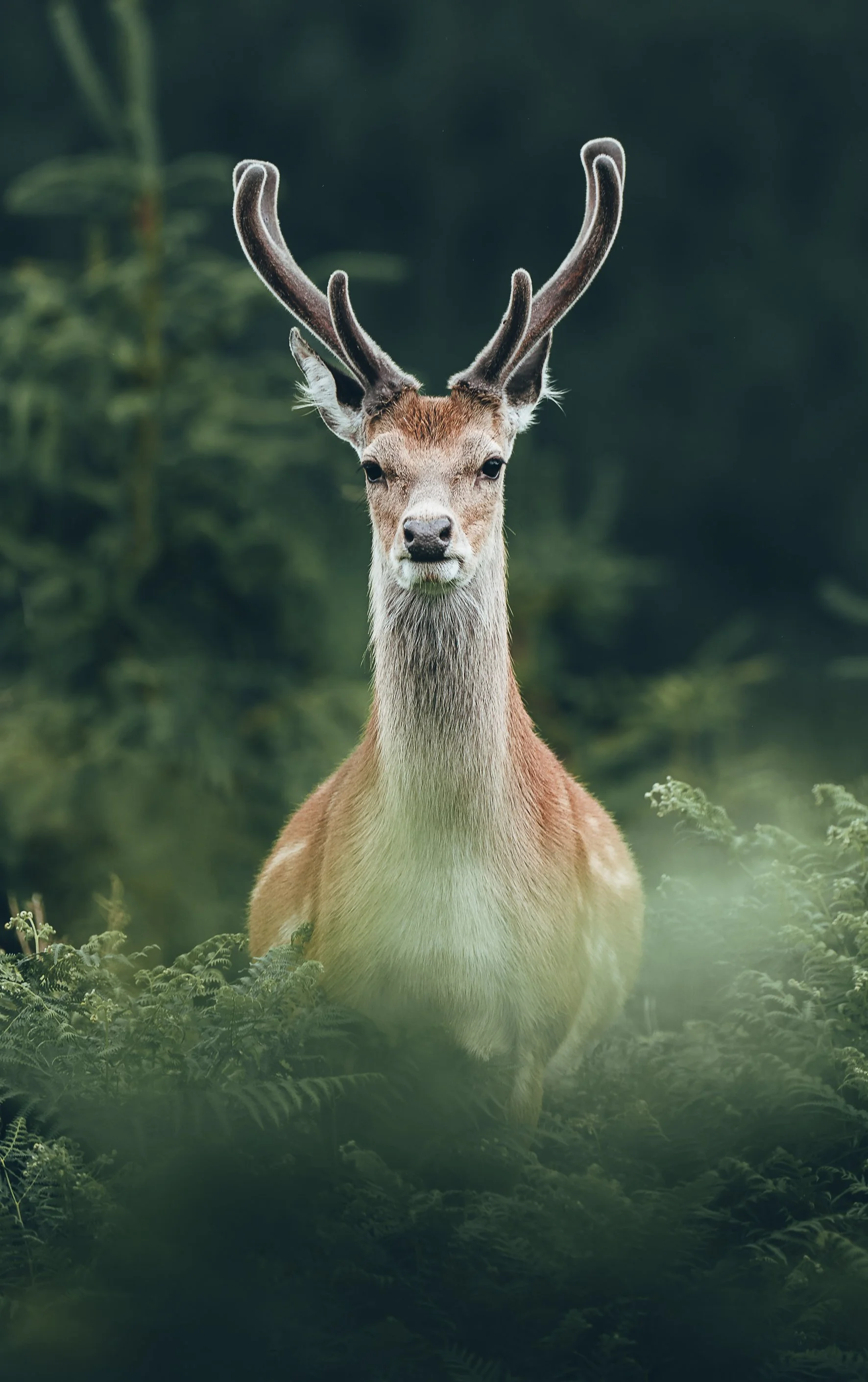 Glendalough • Irland