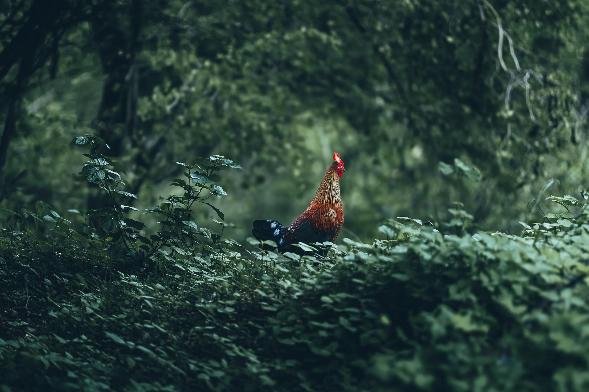 Udawalawe • Sri Lanka