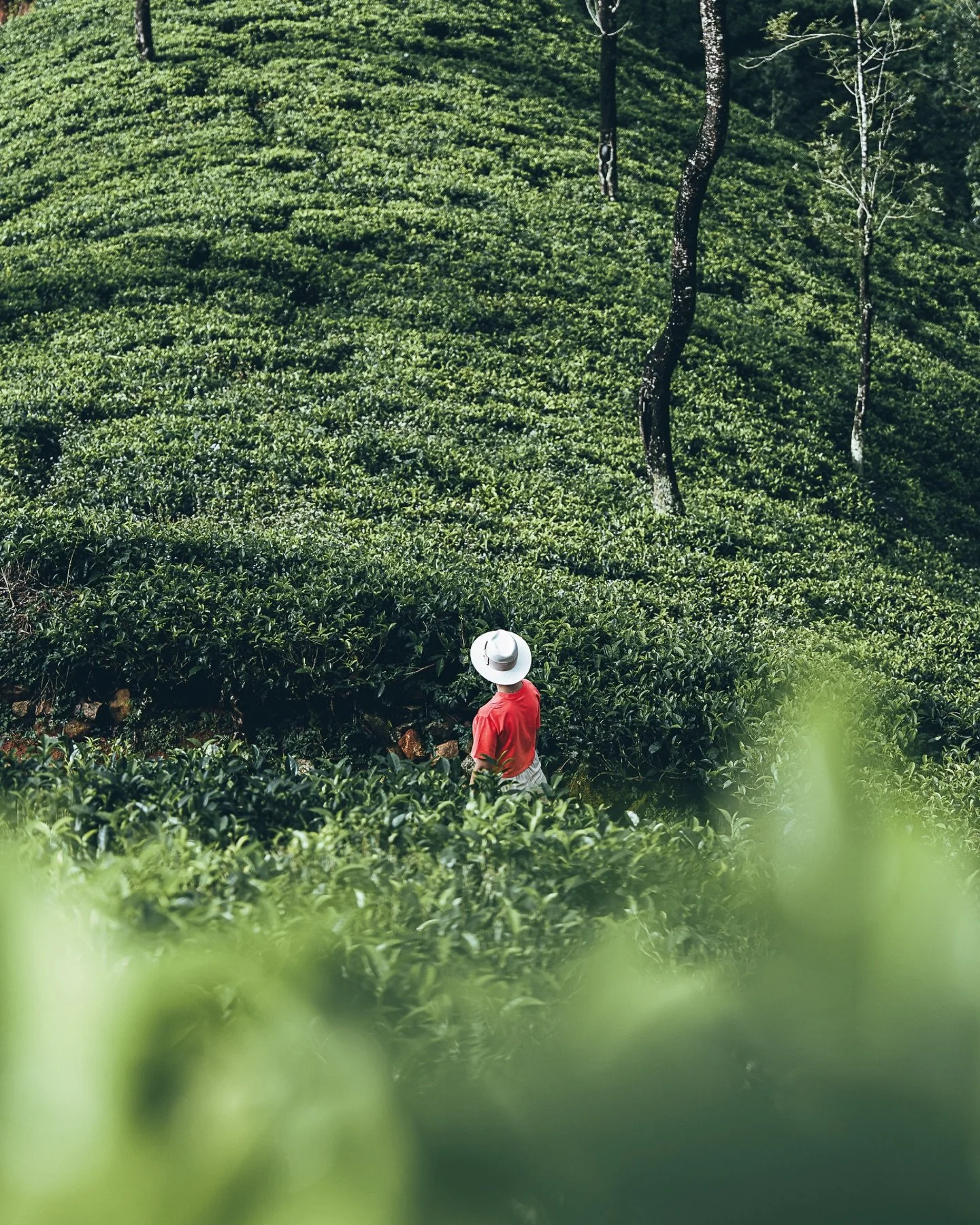 🍃&nbsp;Ceylon Tea Trails

Au c&oelig;ur des plantations de th&eacute; du centre du Sri Lanka, Ceylon Tea Trails offre une parenth&egrave;se hors du temps. Un paysage doux et silencieux, fa&ccedil;onn&eacute; par les collines, la brume et les lignes 