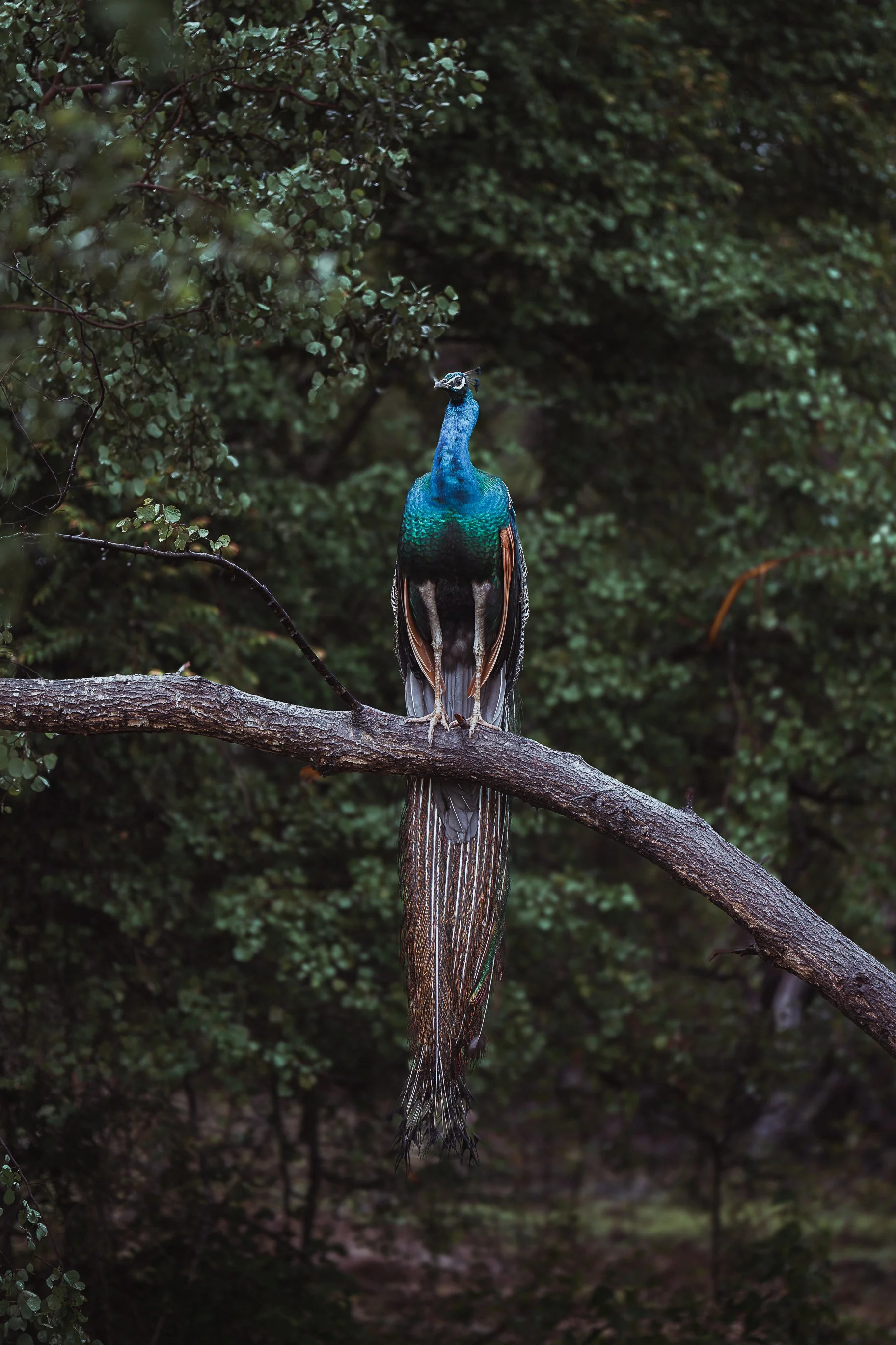 Udawalawe • Sri Lanka