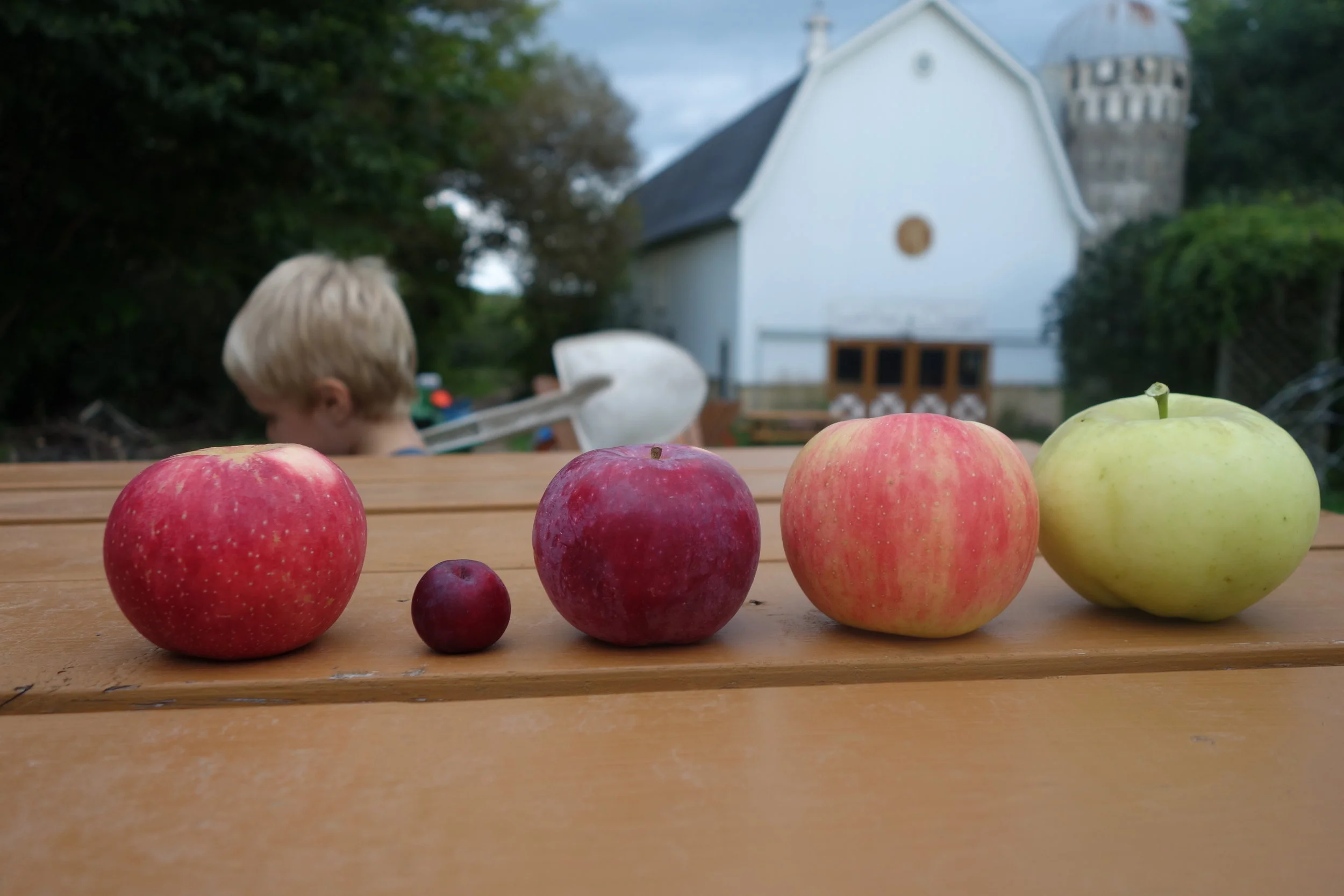 From left: SweeTango, Dolgo, Paula Red, Zestar!, and Ginger Gold