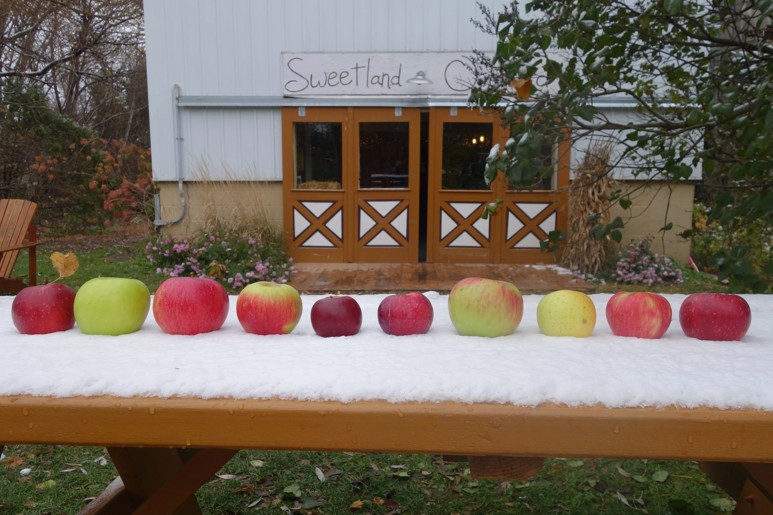 From left to right: Haralson, Northwest Greening, Bonnie Best, Prairie Spy, Ruby Jon, Macoun, Fireside, Honeygold, Honeycrisp, Keepsake