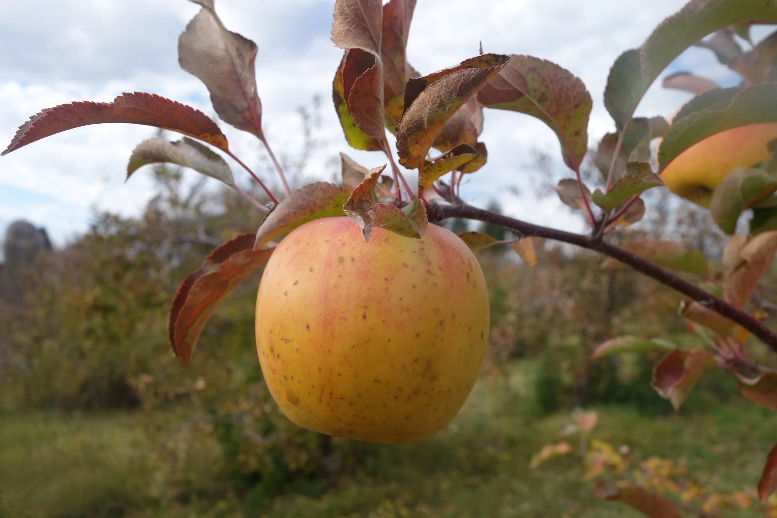 GoldRush apple