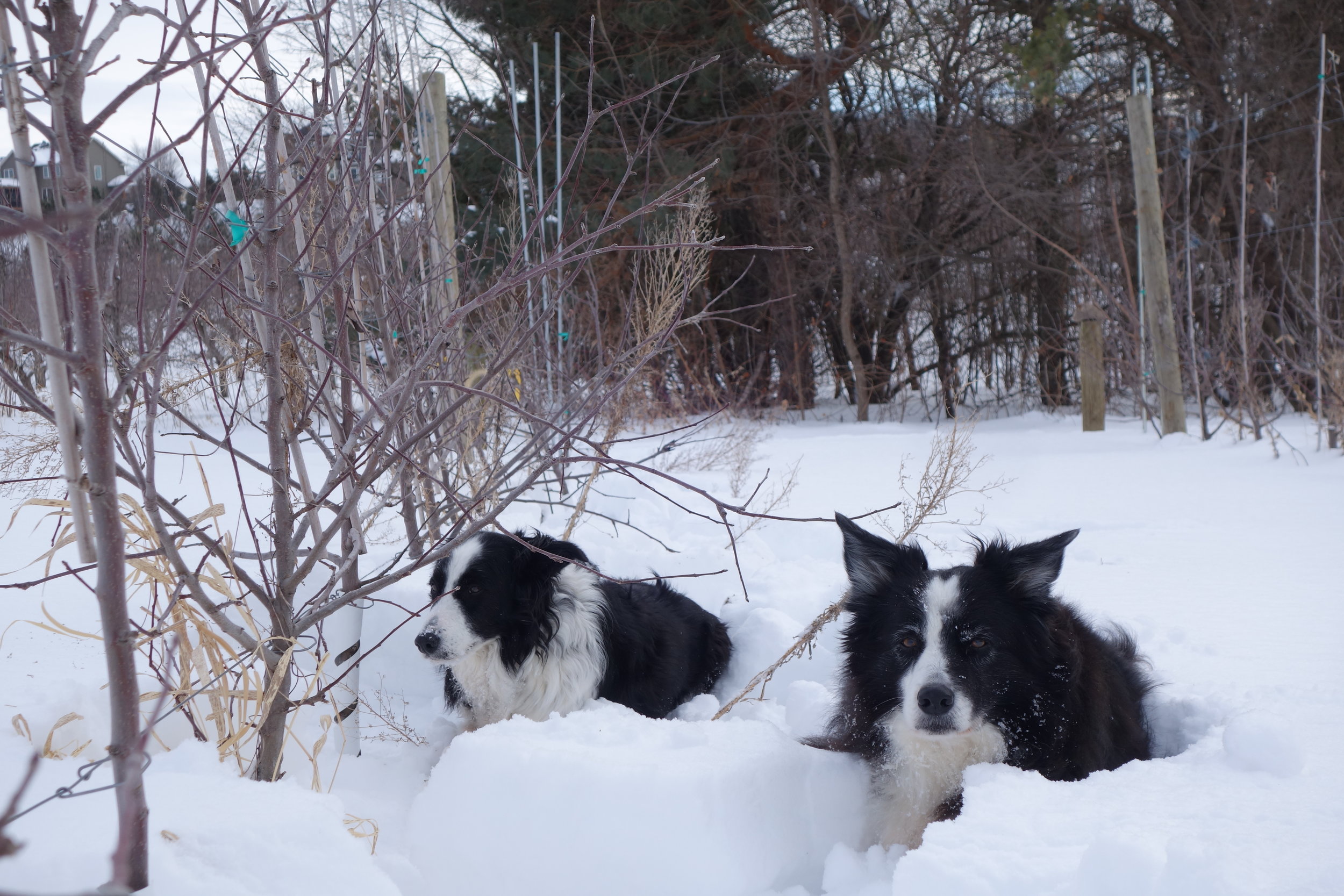 Pruning Buddies