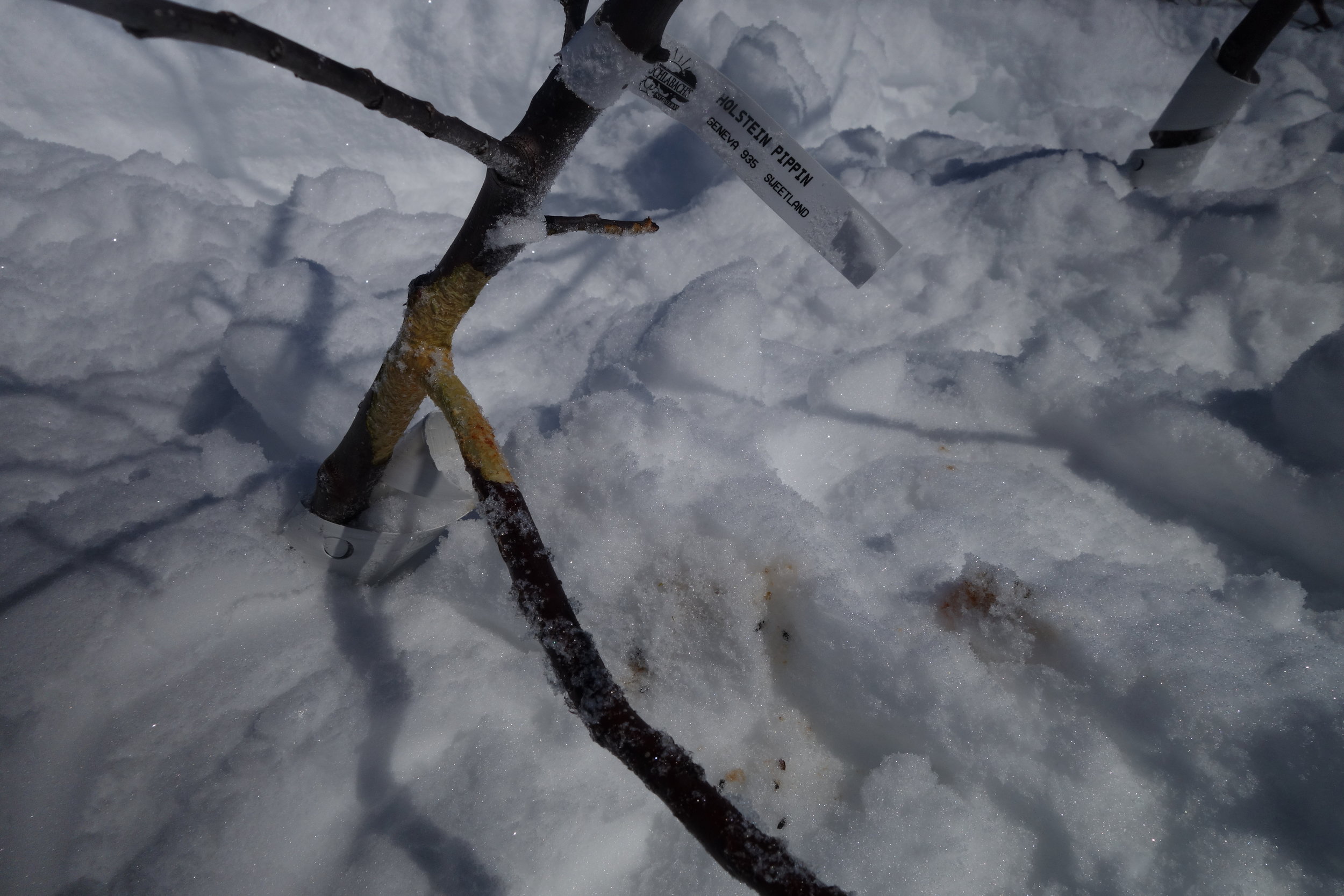Vole damage