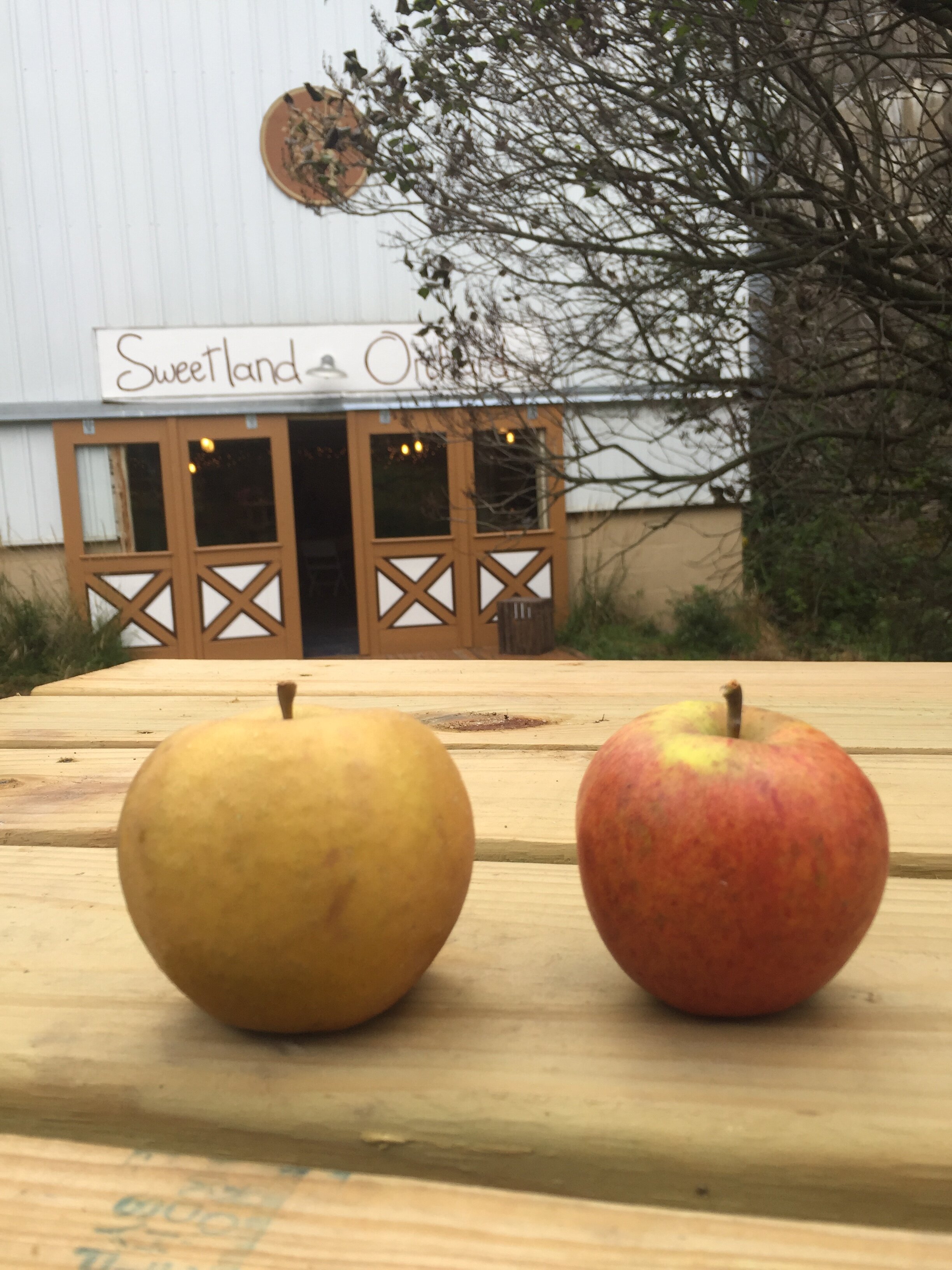 St. Edmund’s Russet and Major