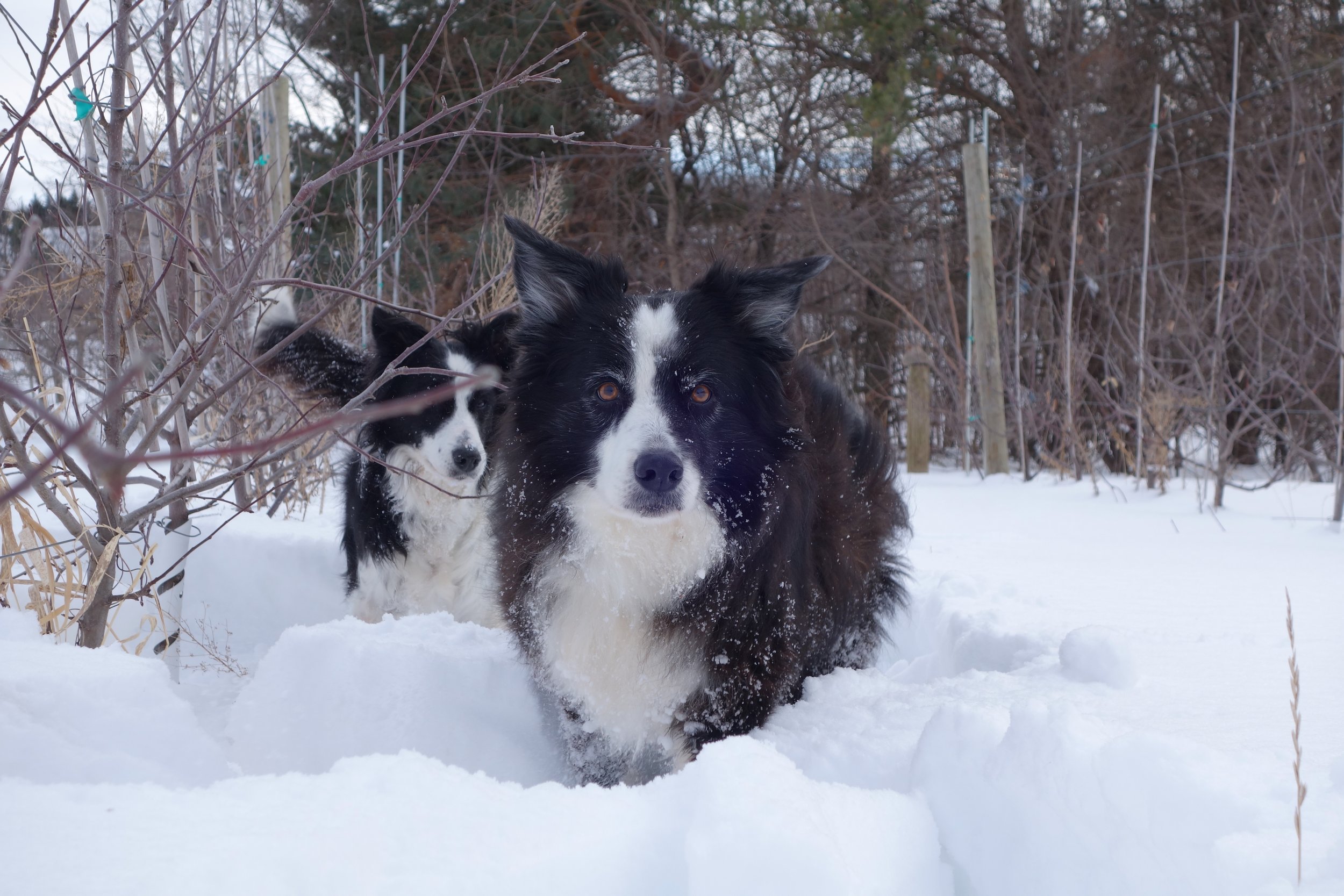 2019-02-28 16.58.24 Pups in the snow 2.jpeg