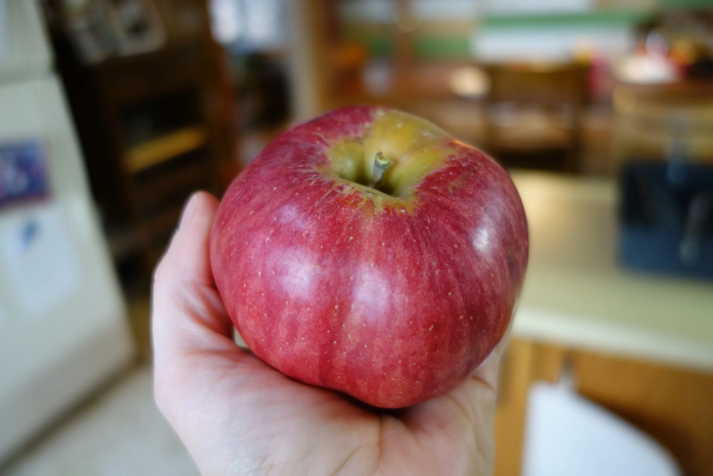 Northern Spy apple.JPG