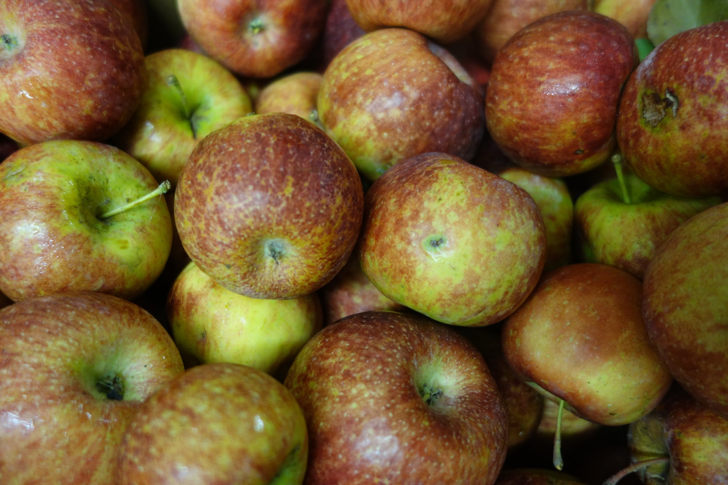 Frostbite apples.JPG