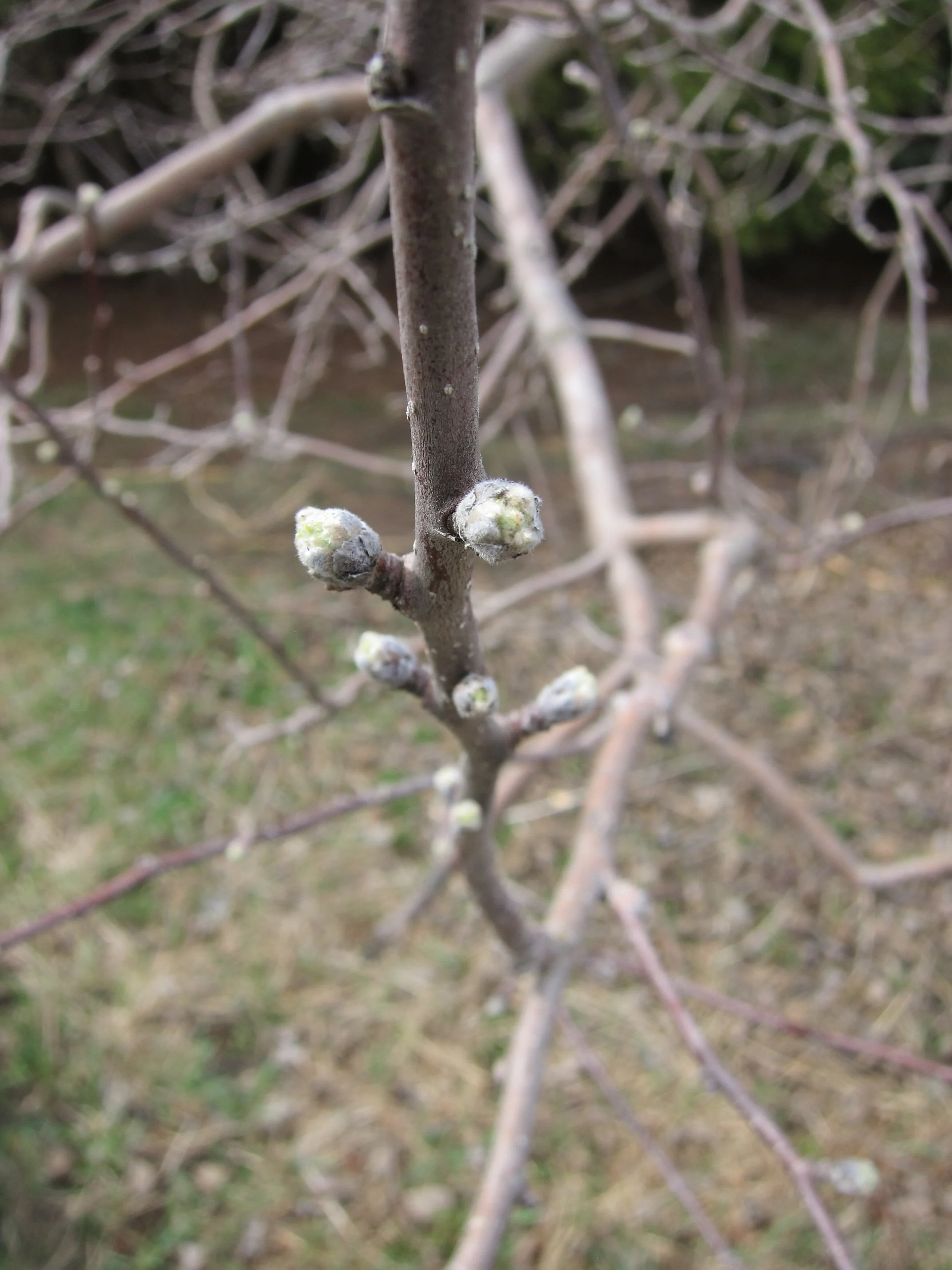 Connell Red buds.JPG