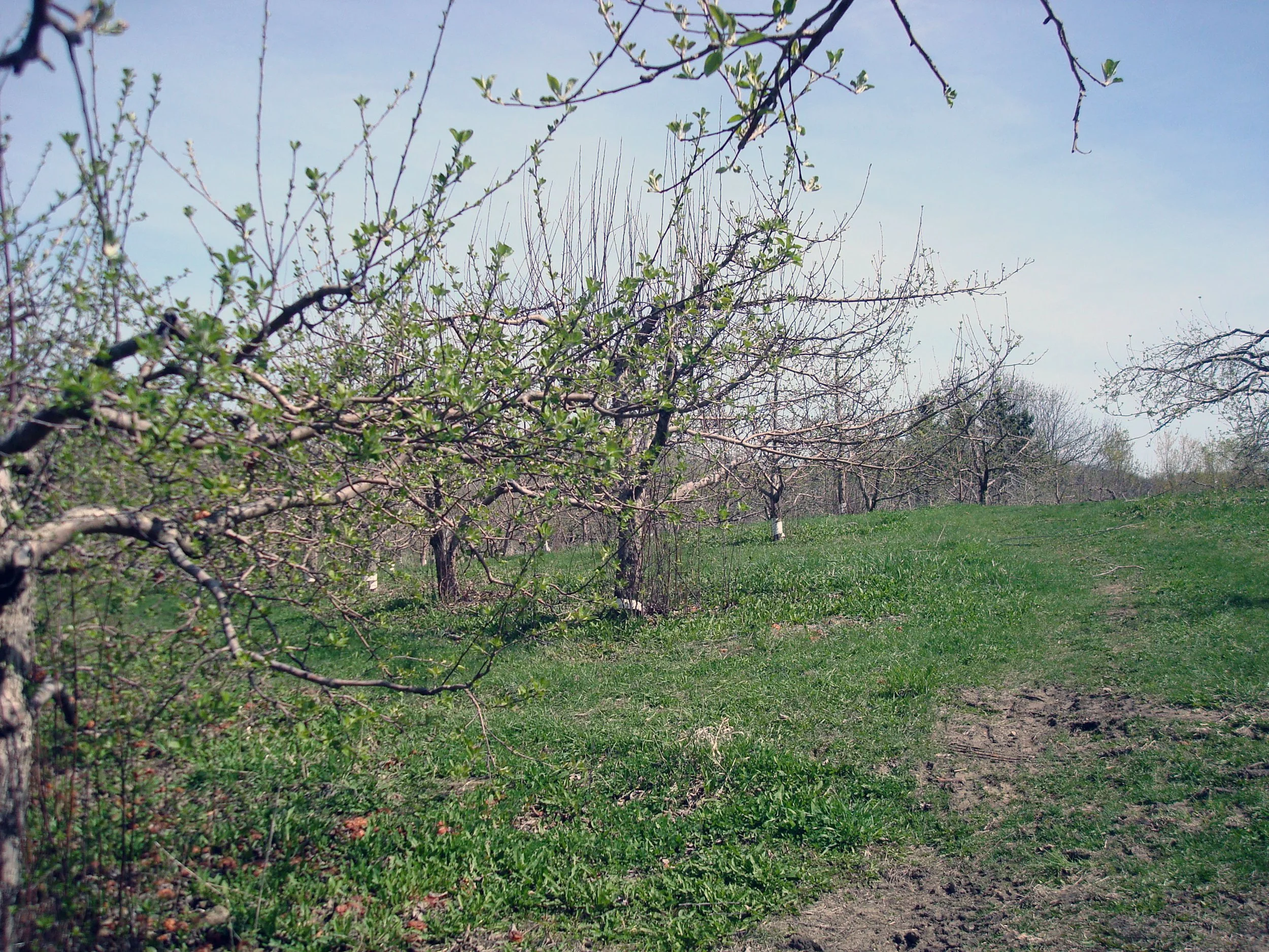 Haralson, Regent.JPG