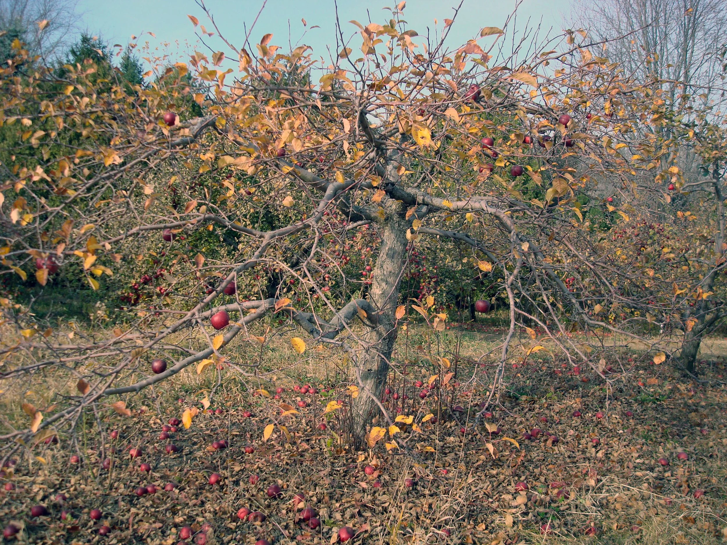 Late Season Haralson.jpg