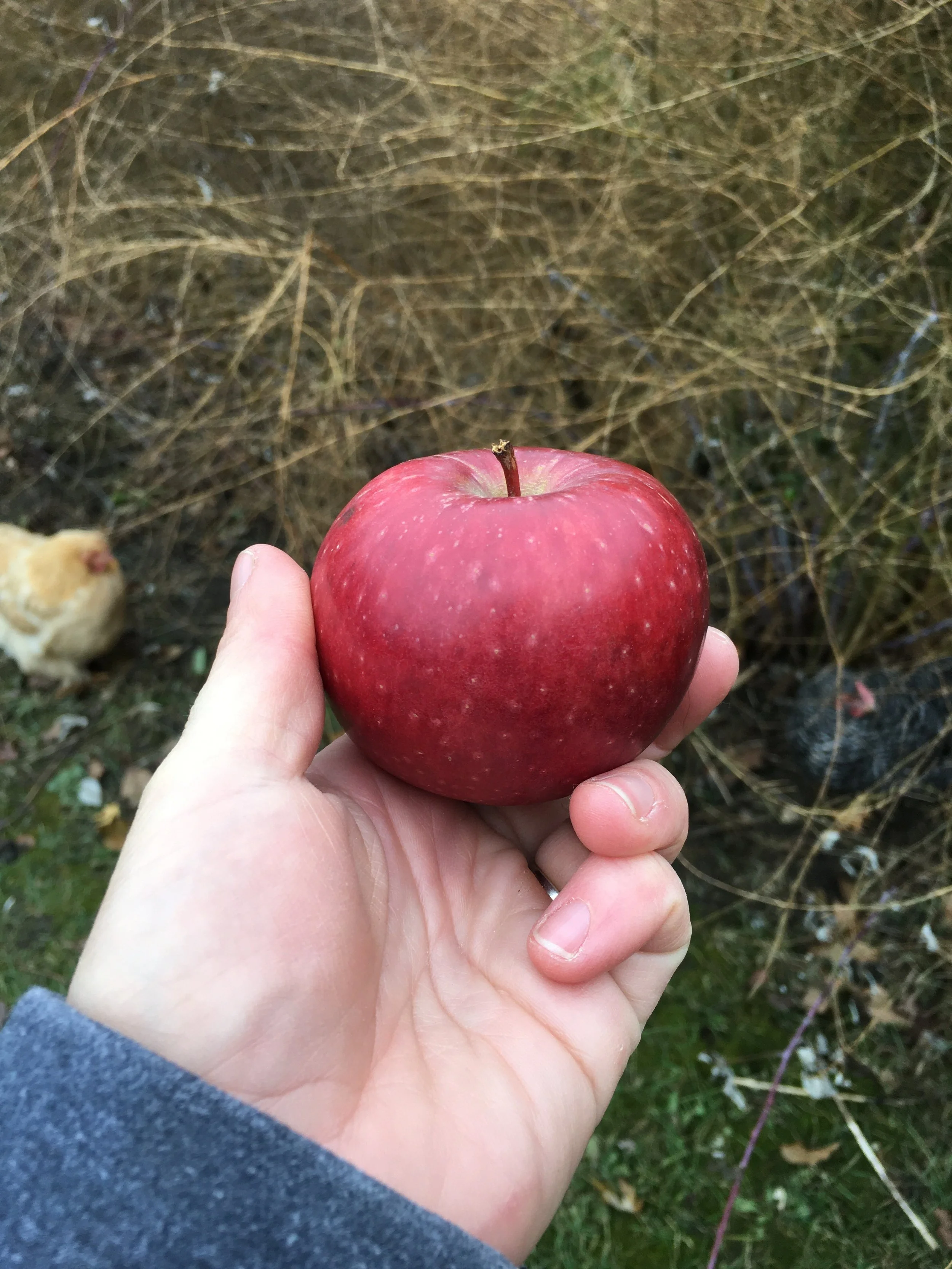 2019-11-21 14.27.58 Winesap.jpeg