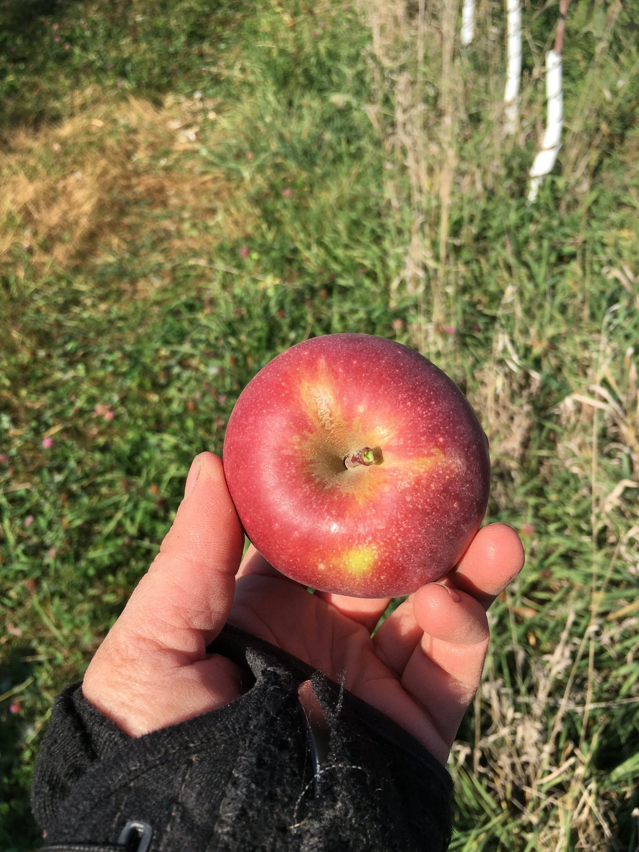 2020-10-08 15.10.33 Winesap.jpeg