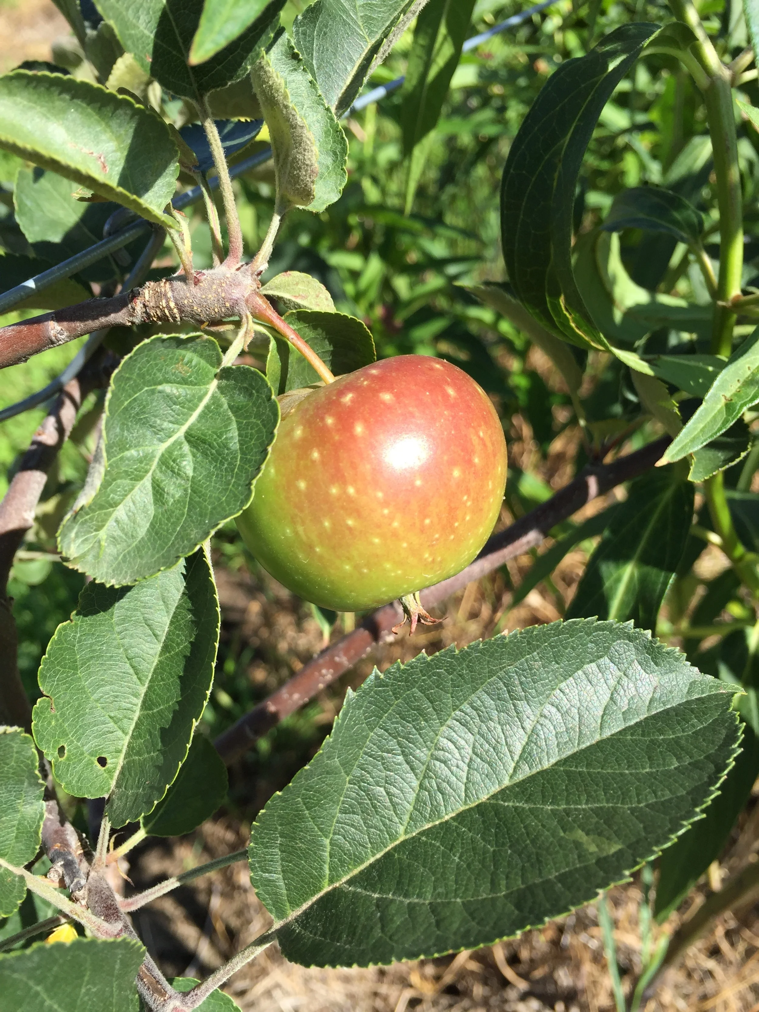 Winesap.JPG