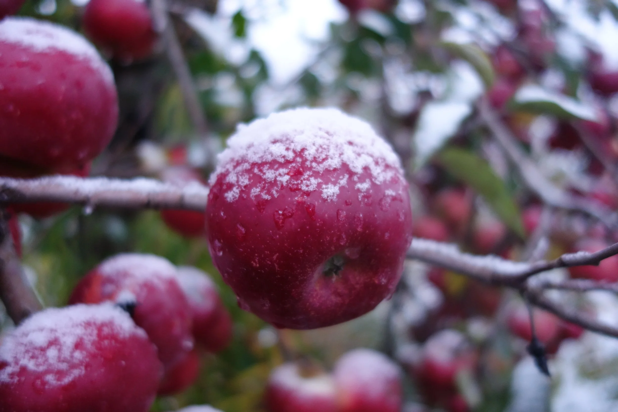 2017-10-28 07.49.37 Keepsake.jpg