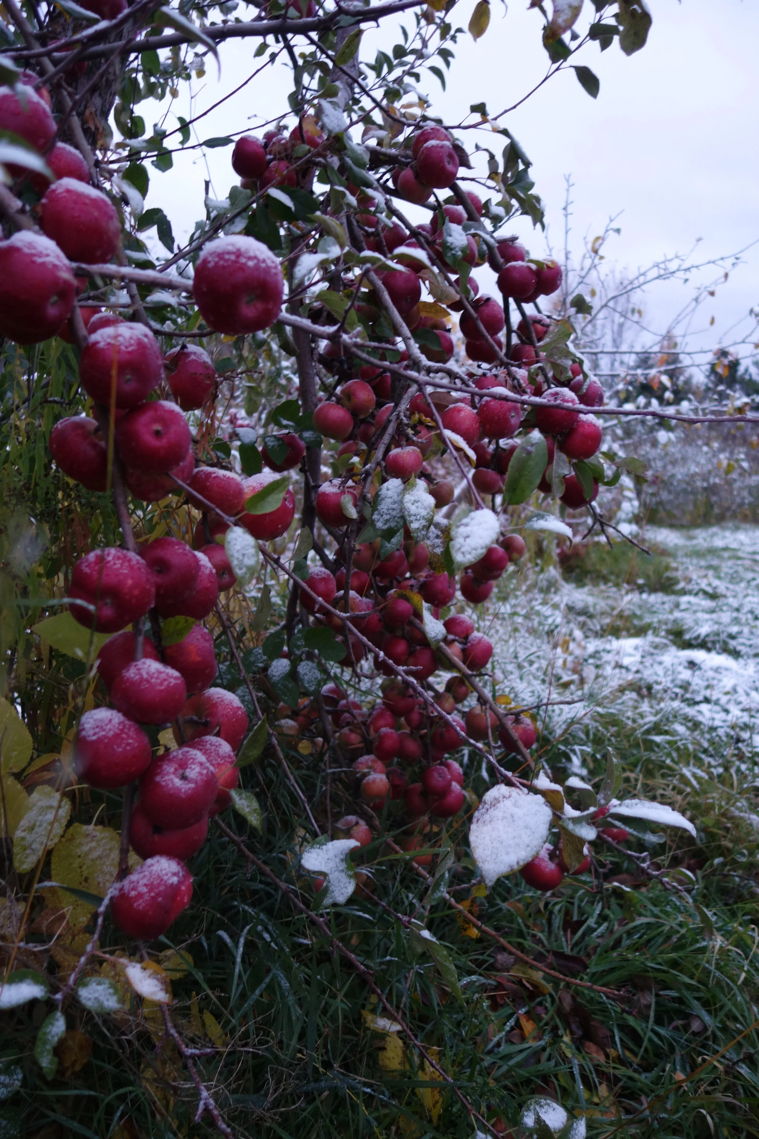 2017-10-28 07.49.23 Keepsake.jpg