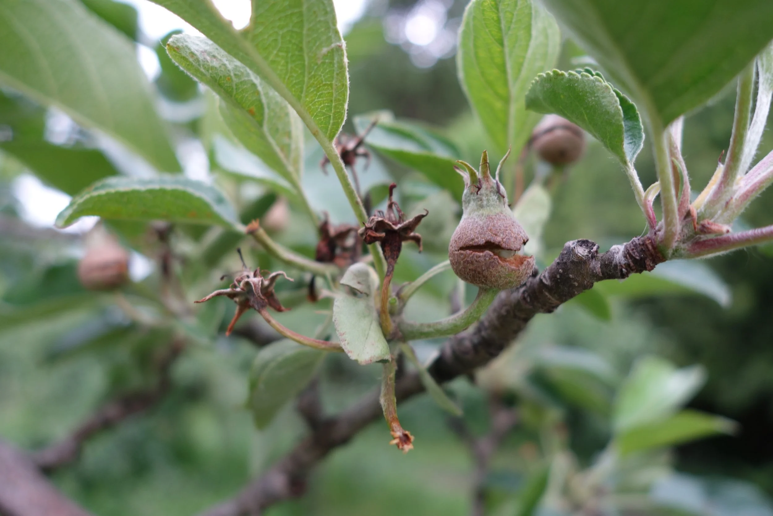 Extreme frost damage on Keepsakes 2.JPG