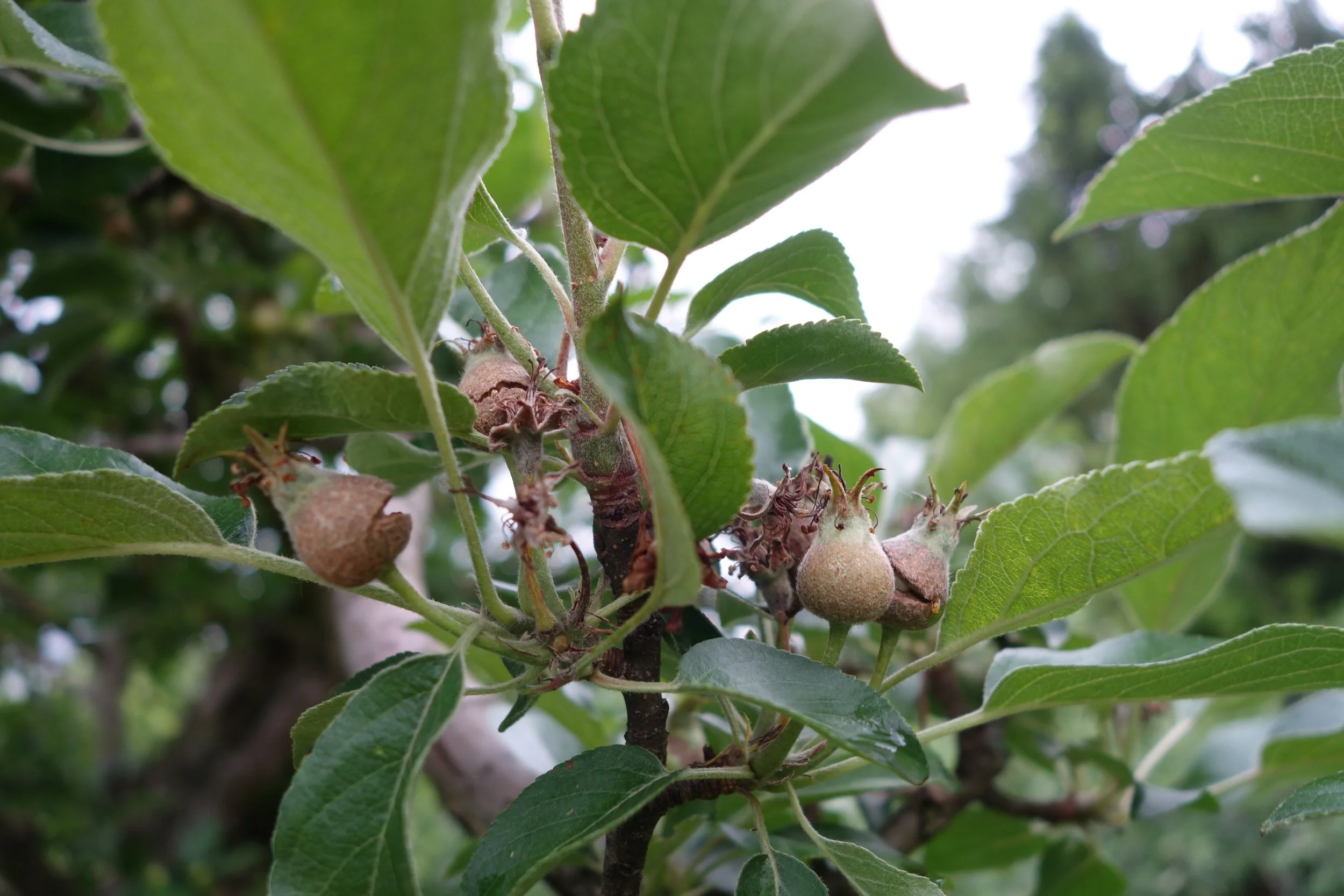 Extreme frost damage on Keepsakes.JPG