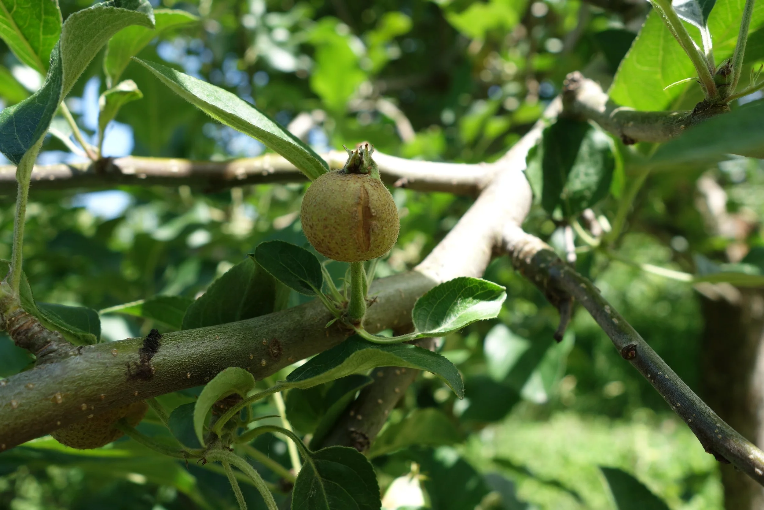 Frost damage on a Keepsake 2.JPG