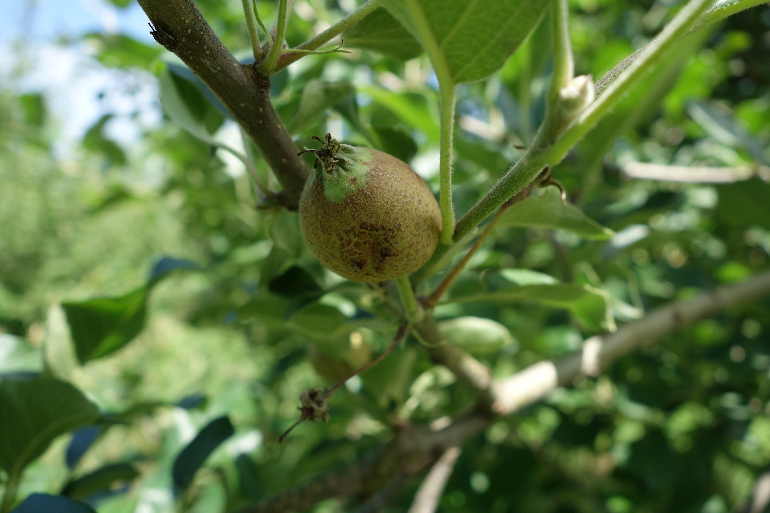 Frost damage on a Keepsake.JPG