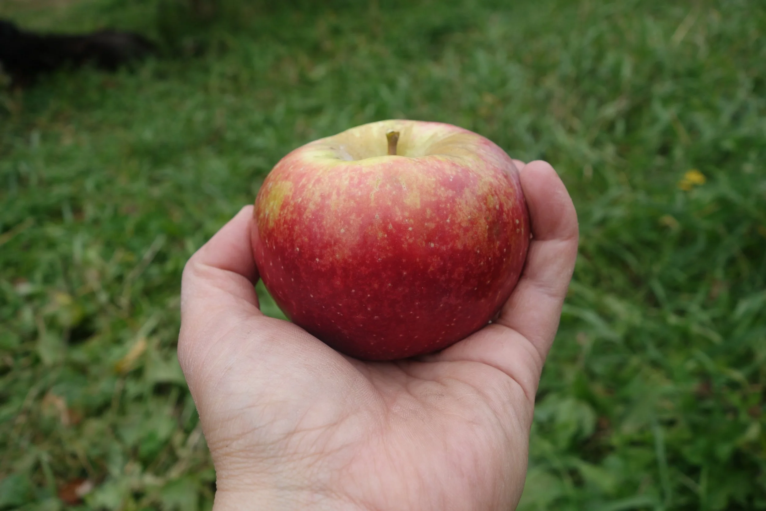 Keepsake apple 2.JPG