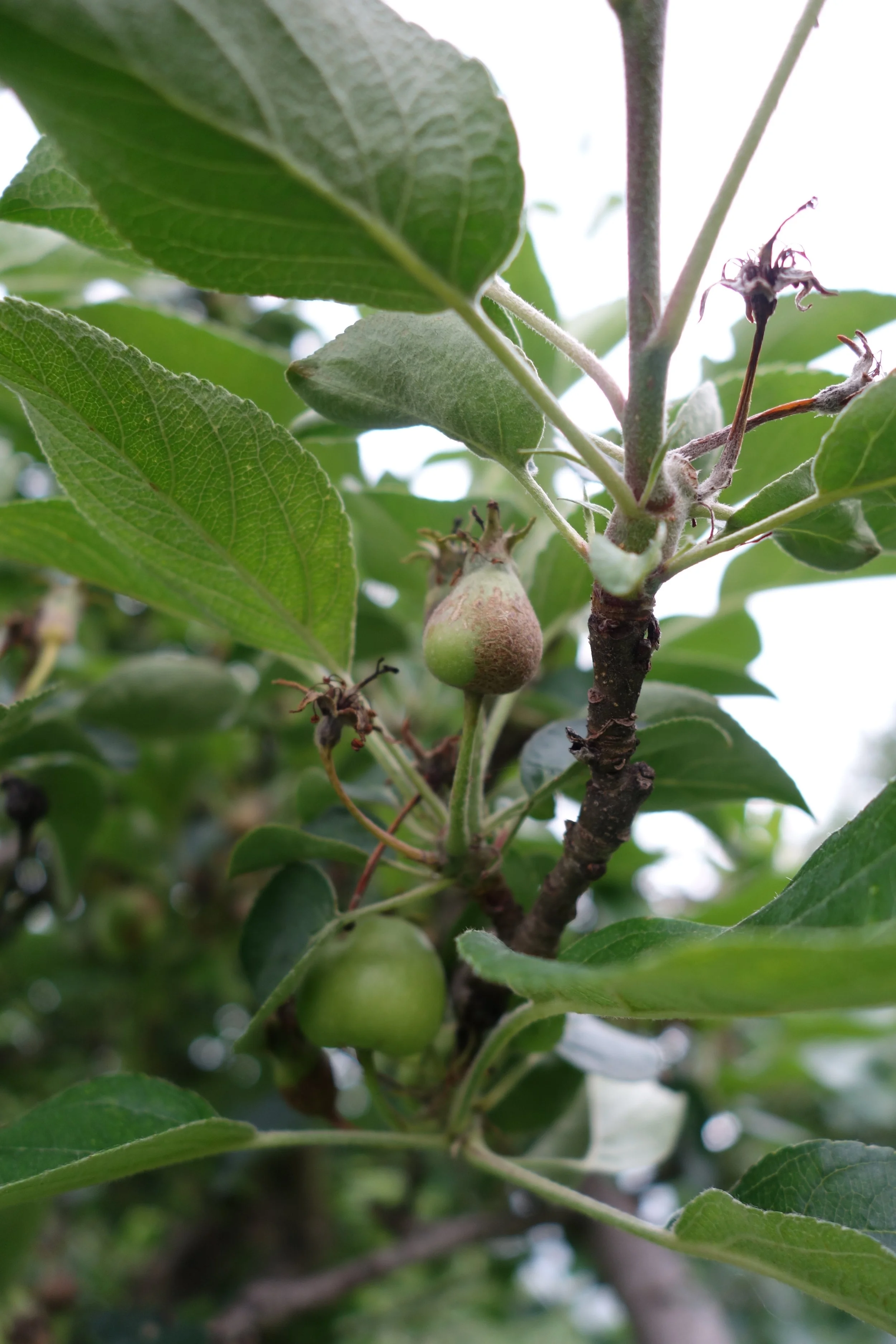 Keepsake applets.JPG