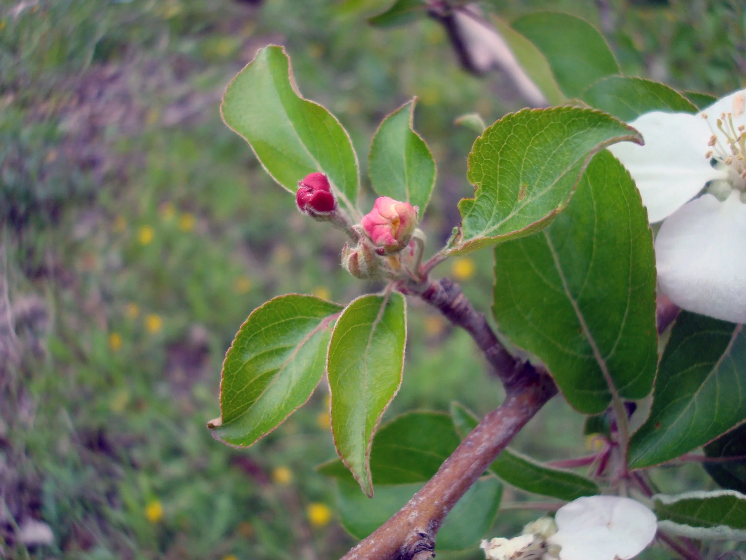 New Keepsake Blossom.JPG