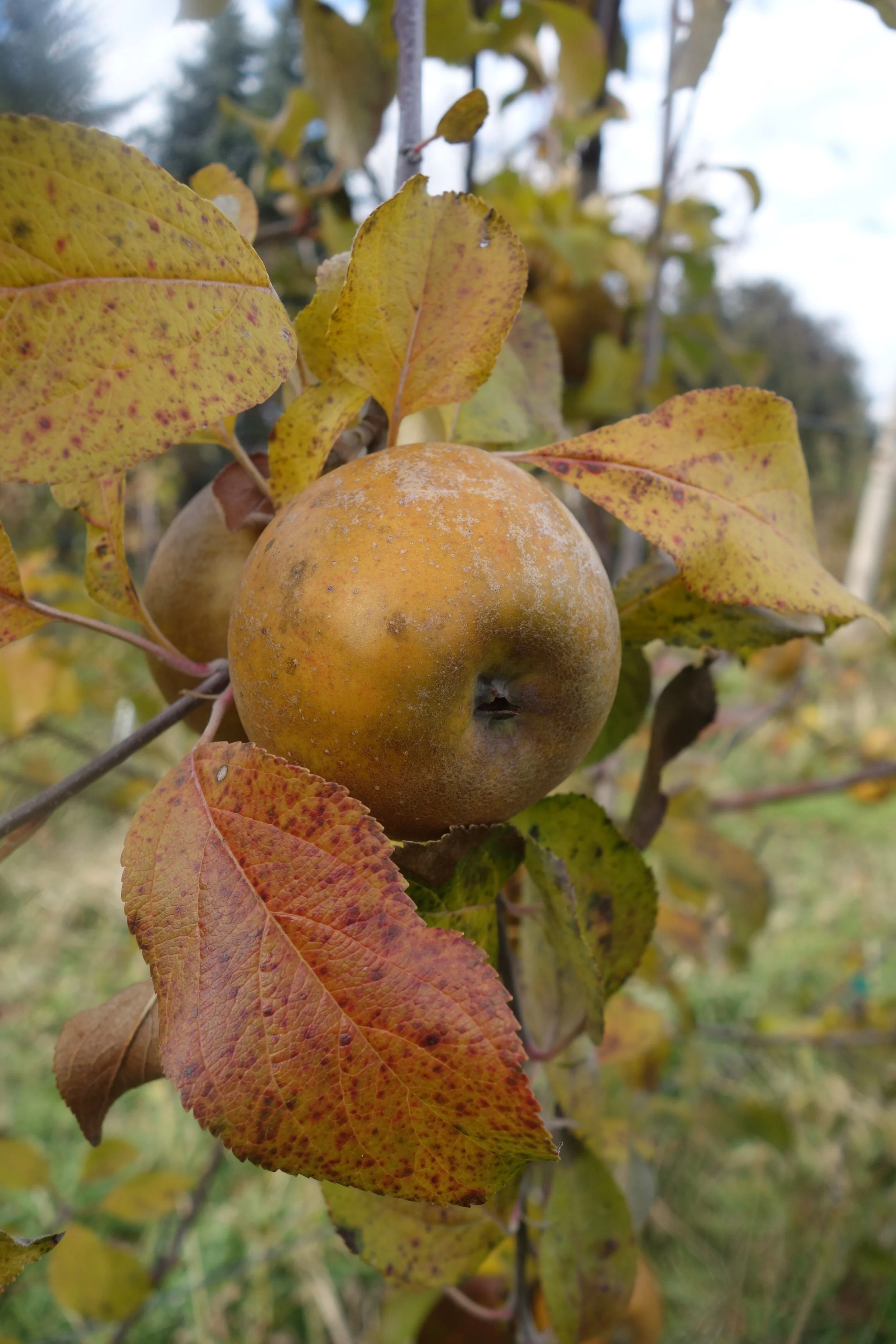 2018-10-29 13.27.34 Golden Russet.jpg