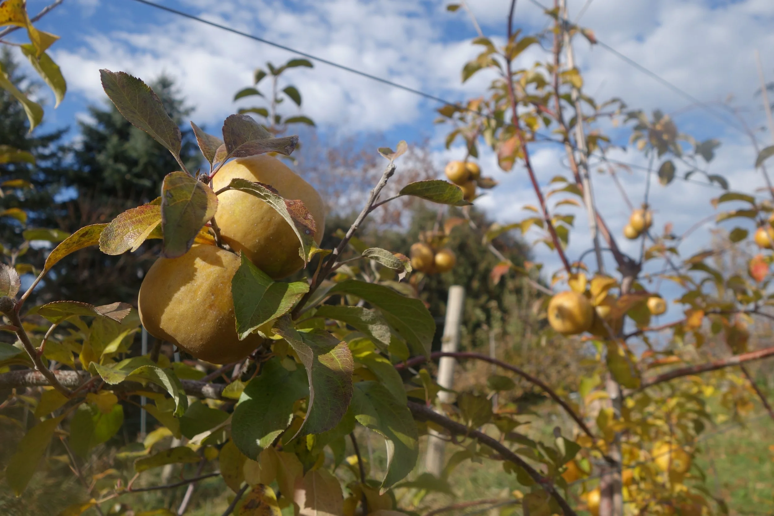 2018-10-29 13.33.45 Golden Russet 2.jpg