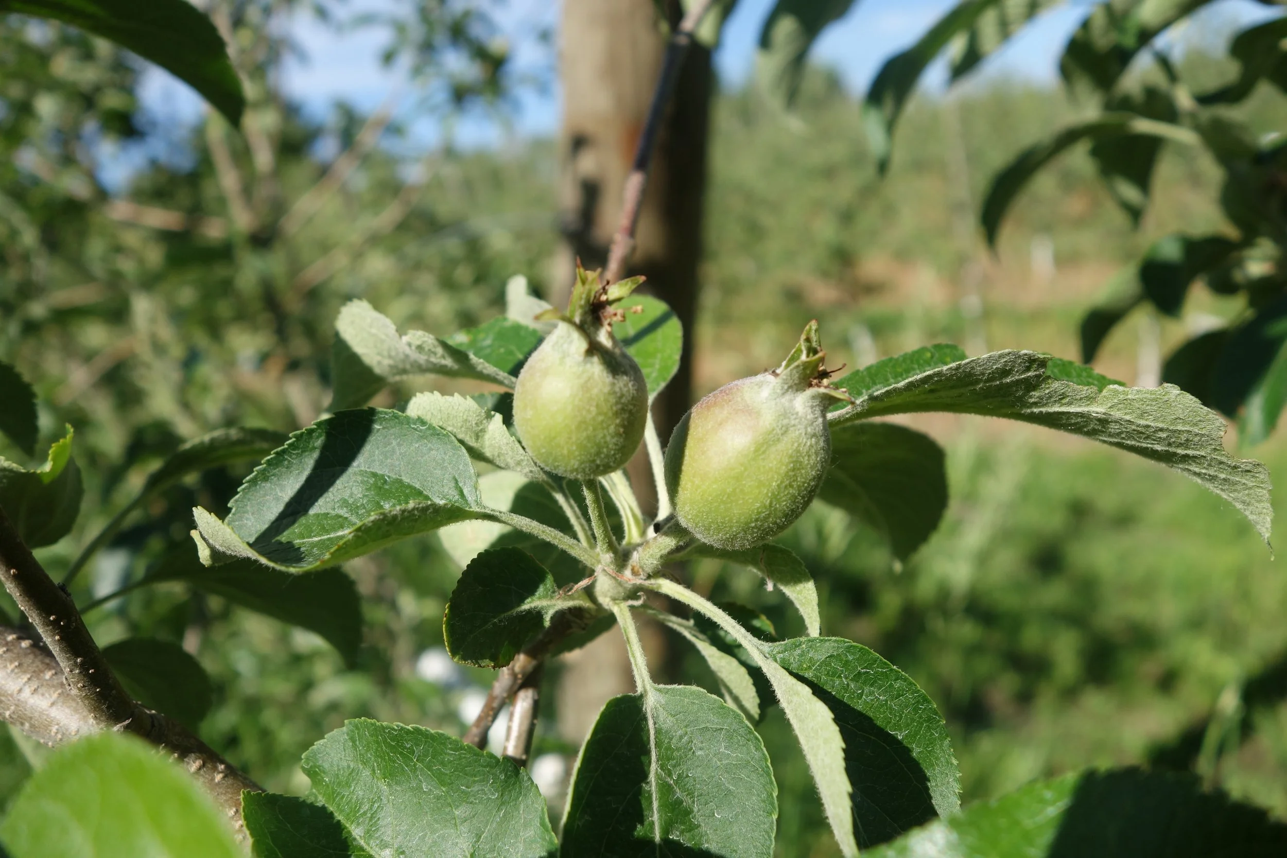2019-06-13 17.06.27 Golden Russet applets.jpg