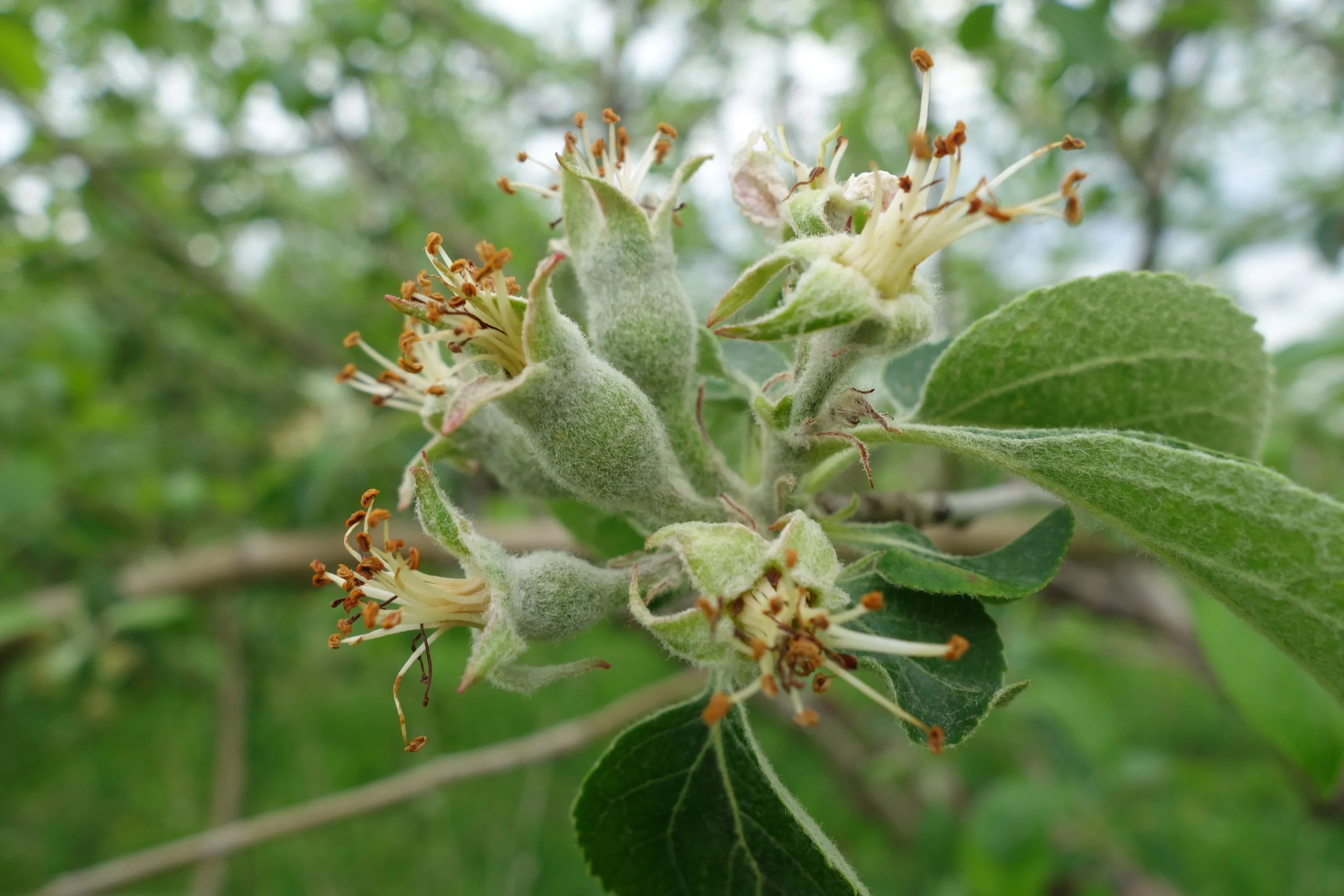 Fruit set on a Golden Russet 2017-05-16 16.00.07.jpg