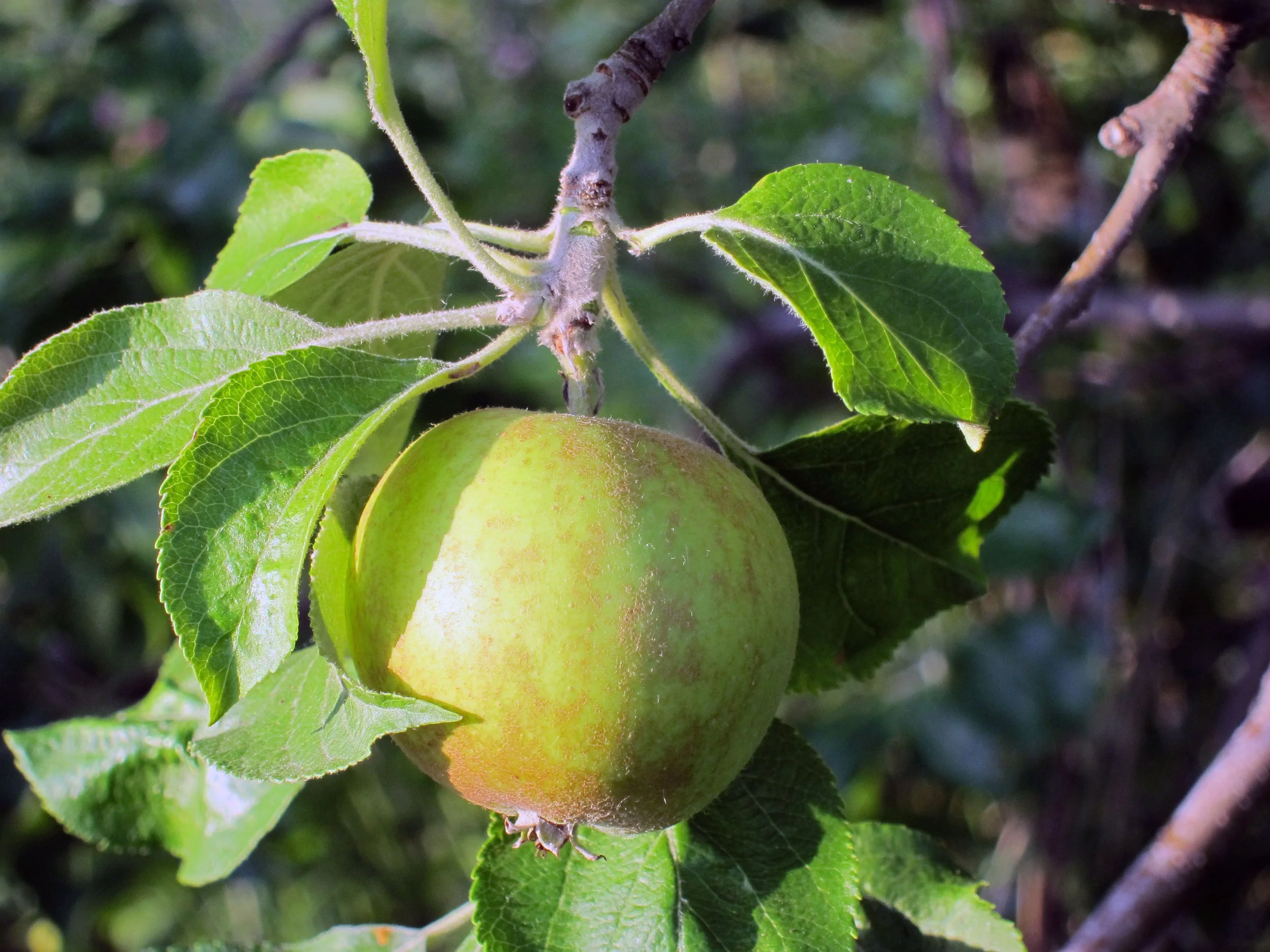 Golden Russet Applet.JPG
