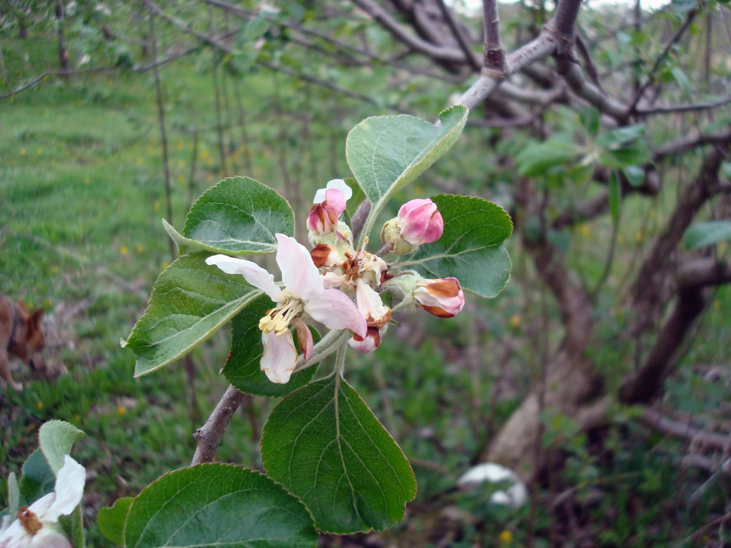Golden Russet Blossoms.JPG