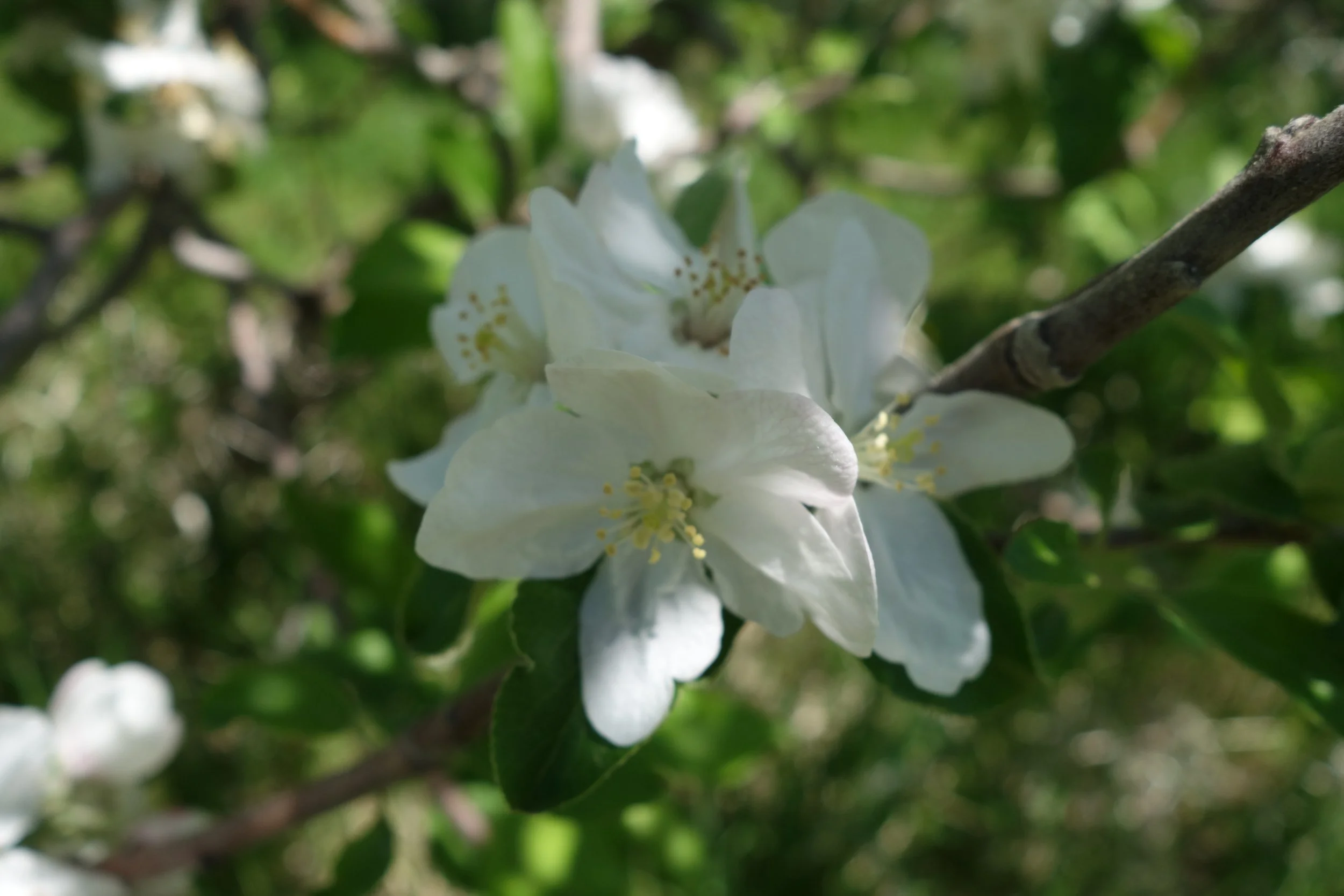 Ruby Jon Blossom.jpeg