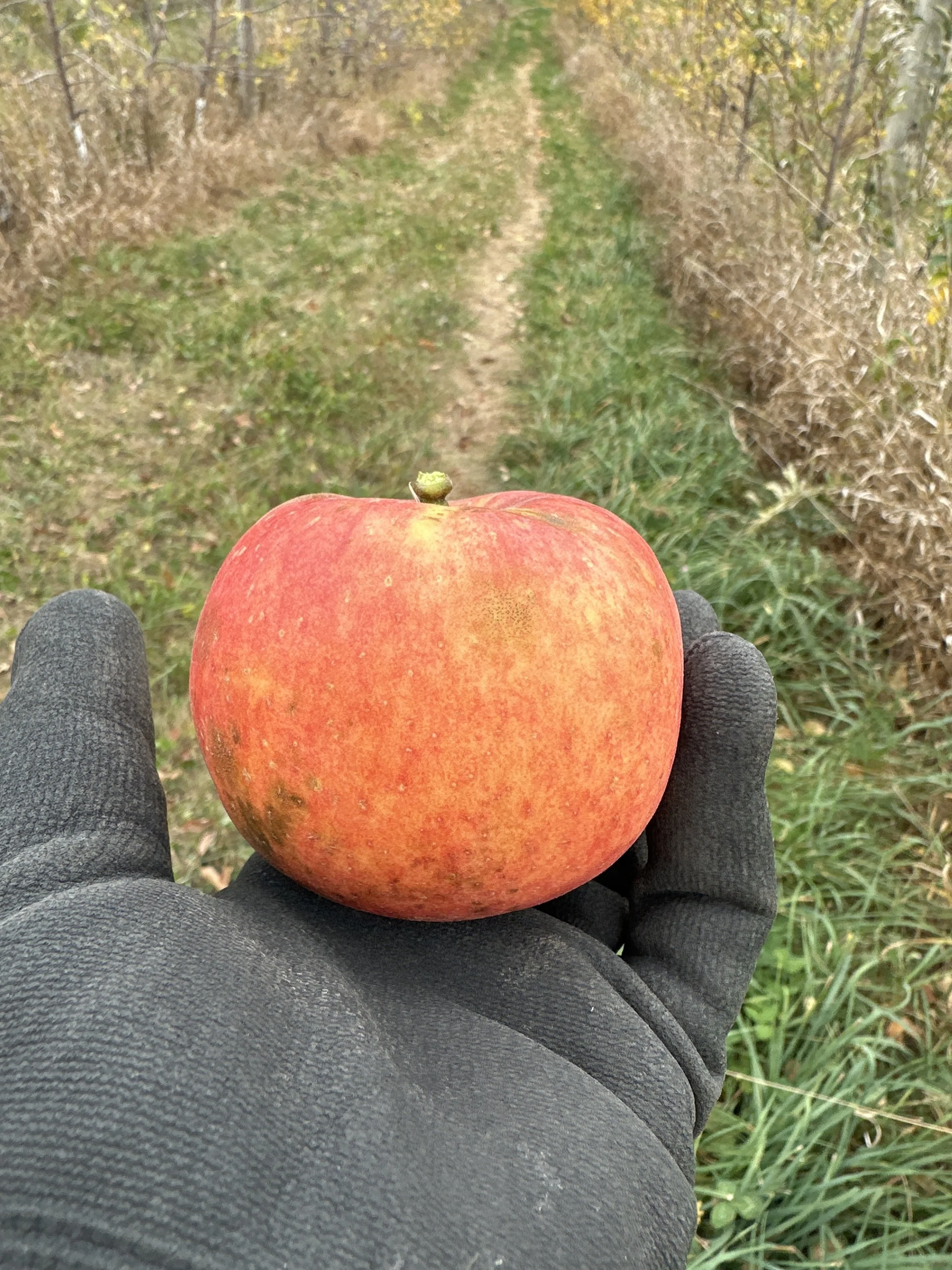 Esopus Spitzenburg2.jpeg