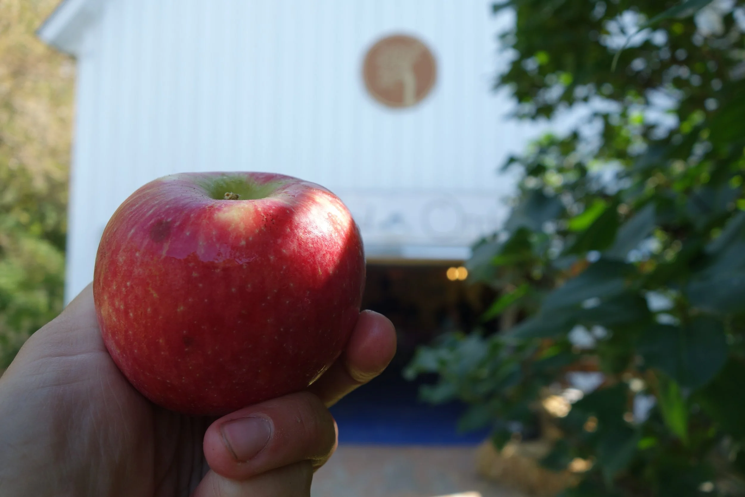 2018-09-08 11.31.49 Honeycrisp.jpg