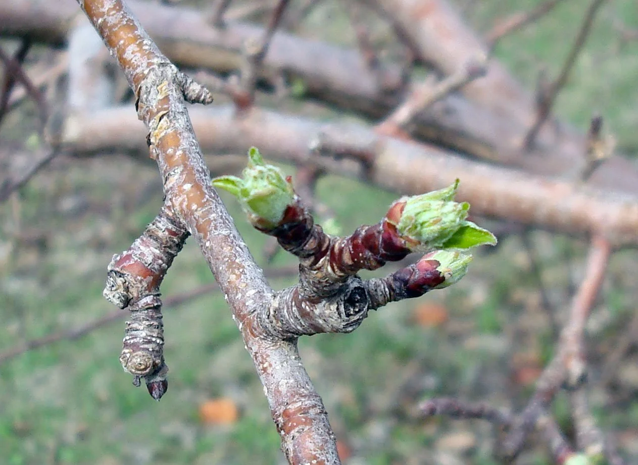 Honeycrisp Blossom 2.jpg