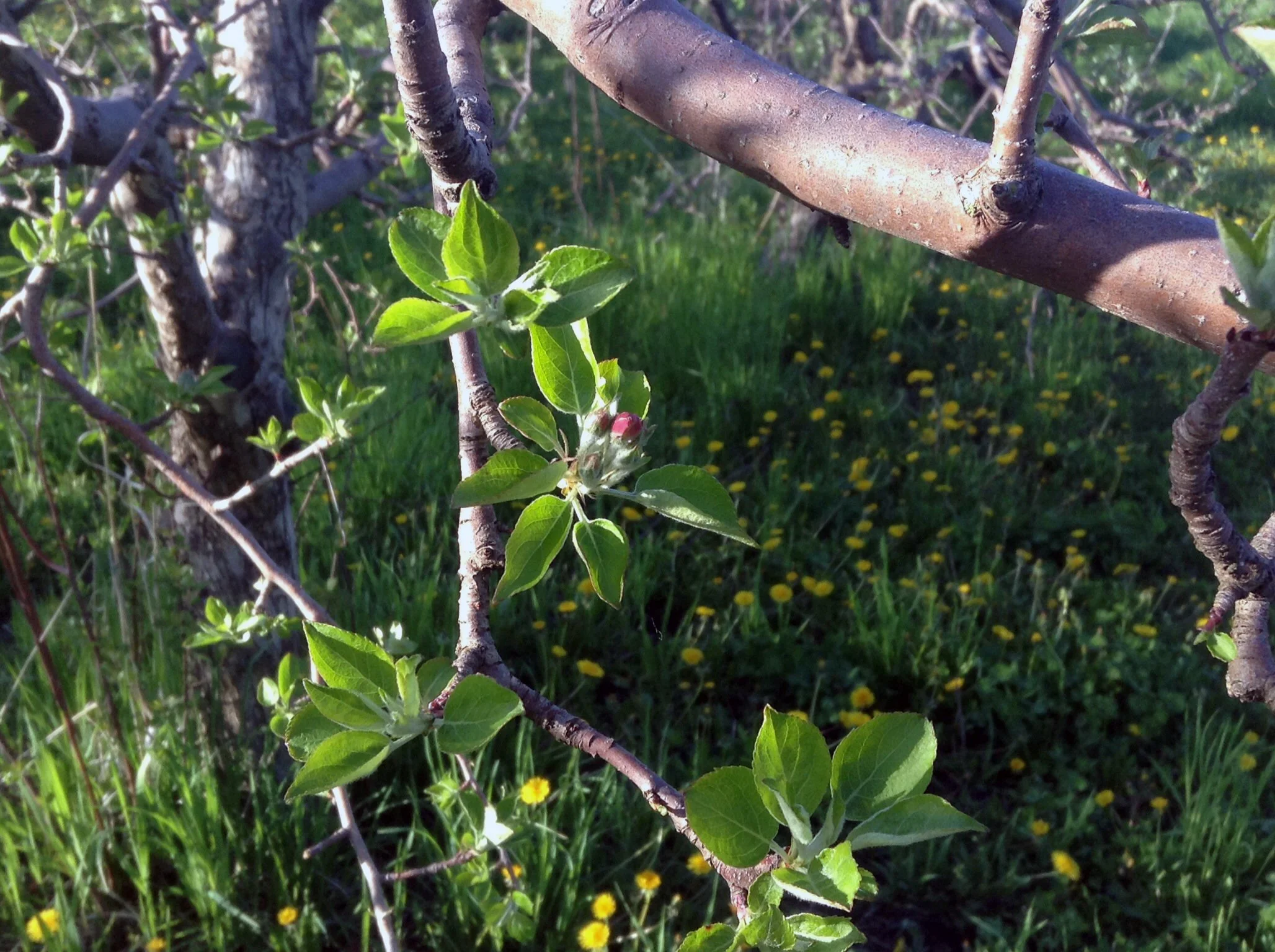 Honeycrisp Blossom.jpg