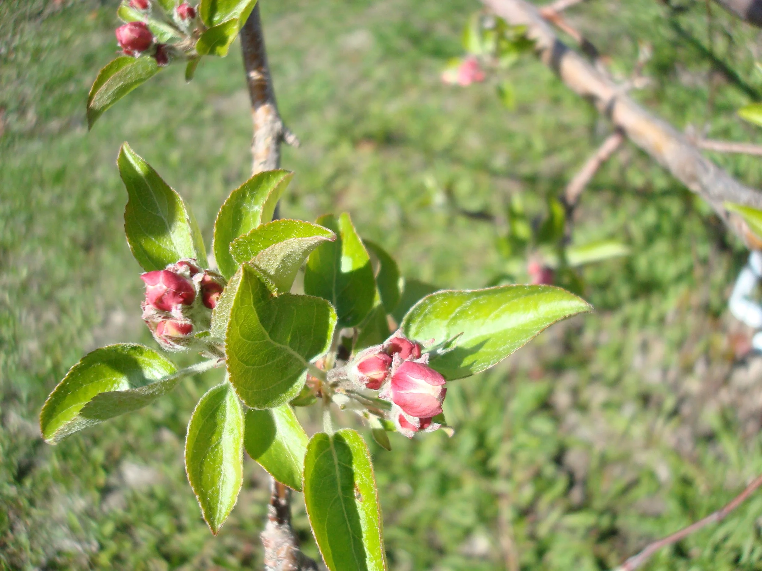 Honeycrisp Blossoms.JPG