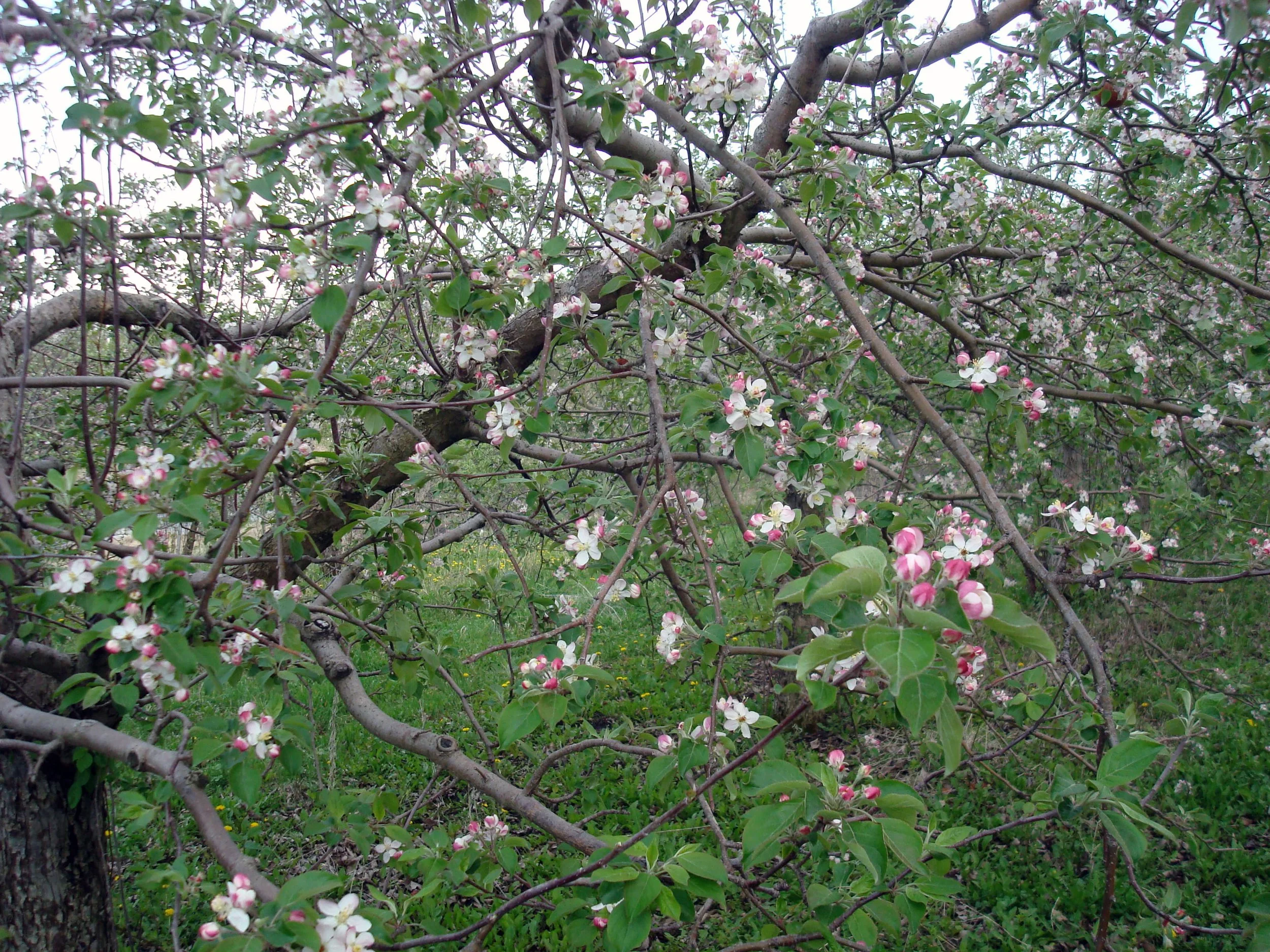 Honeycrisp Blossoms.JPG