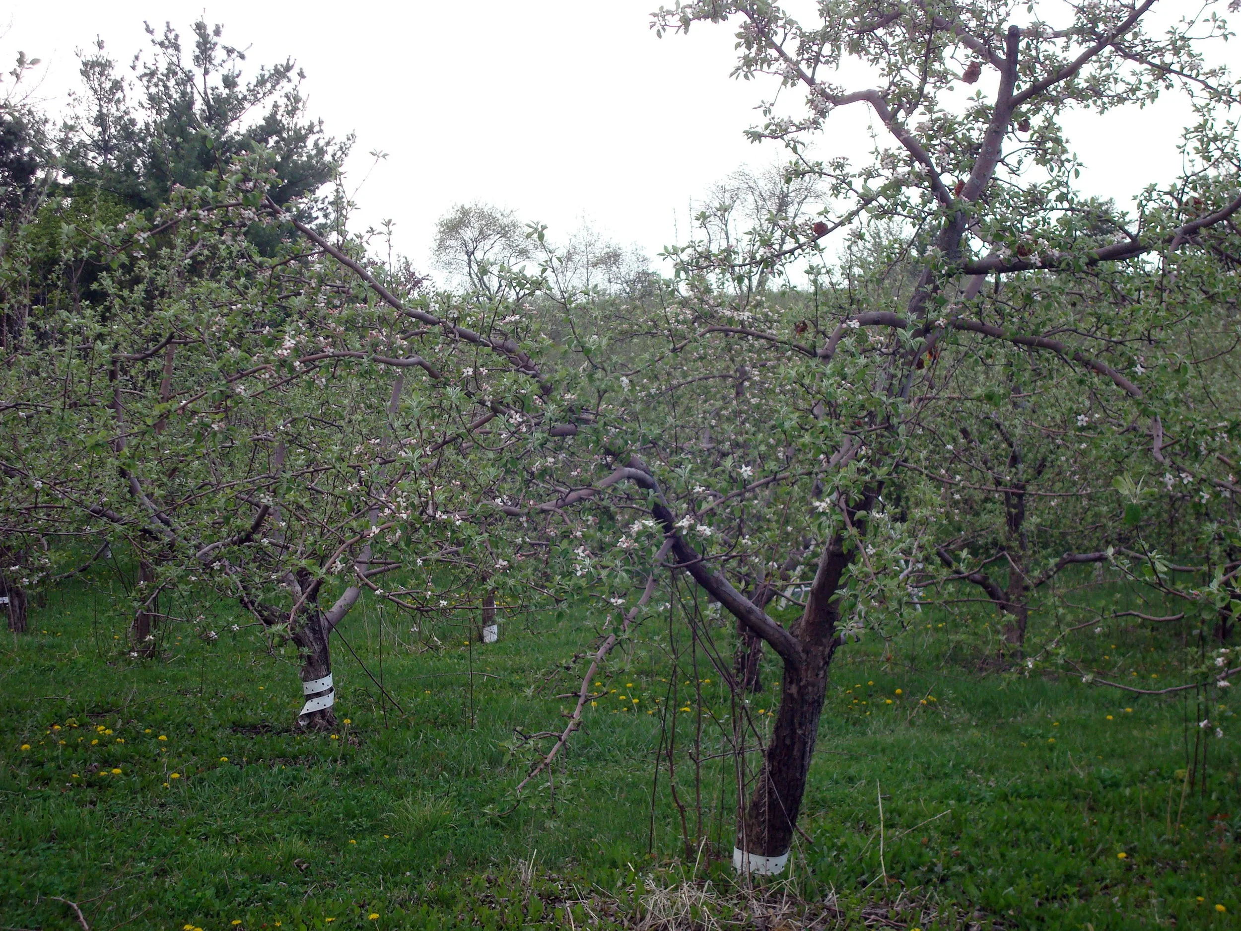 Honeycrisp in Blossom.JPG