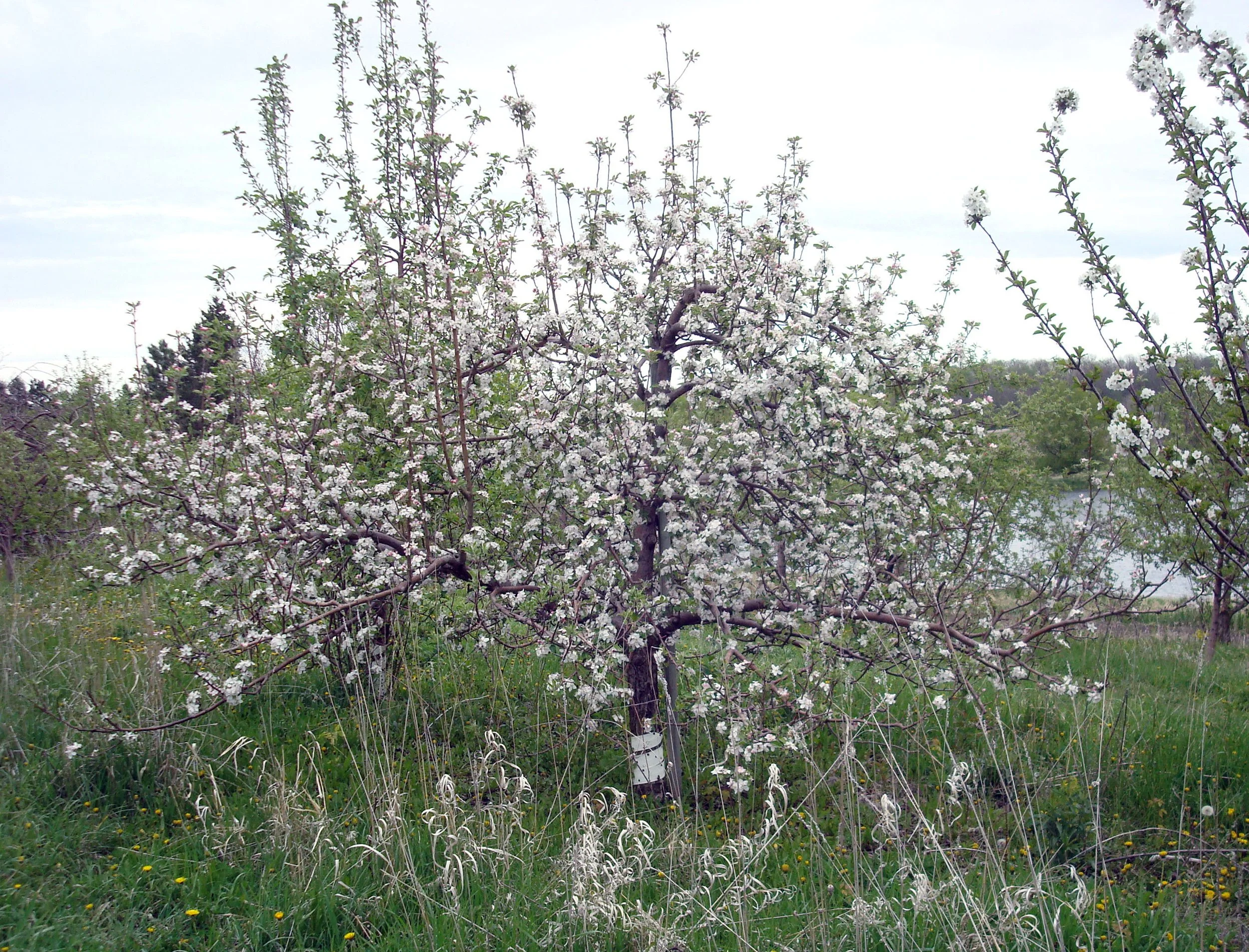 Honeycrisp in full bloom.JPG