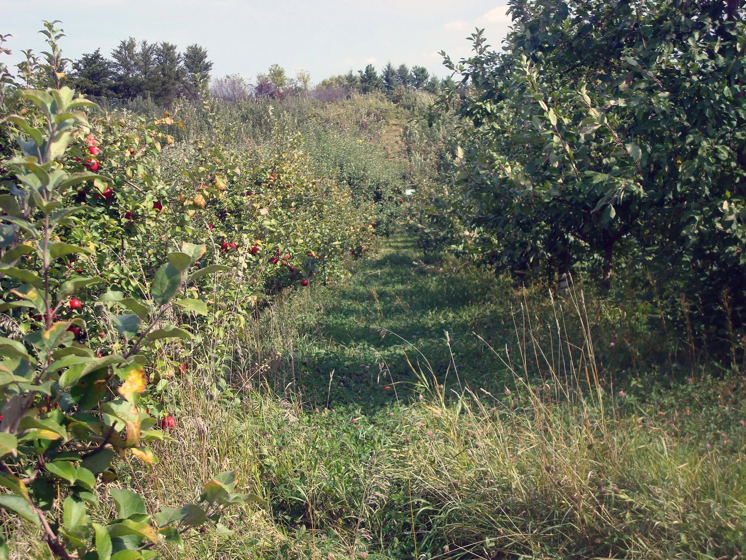 Honeycrisp Row.JPG