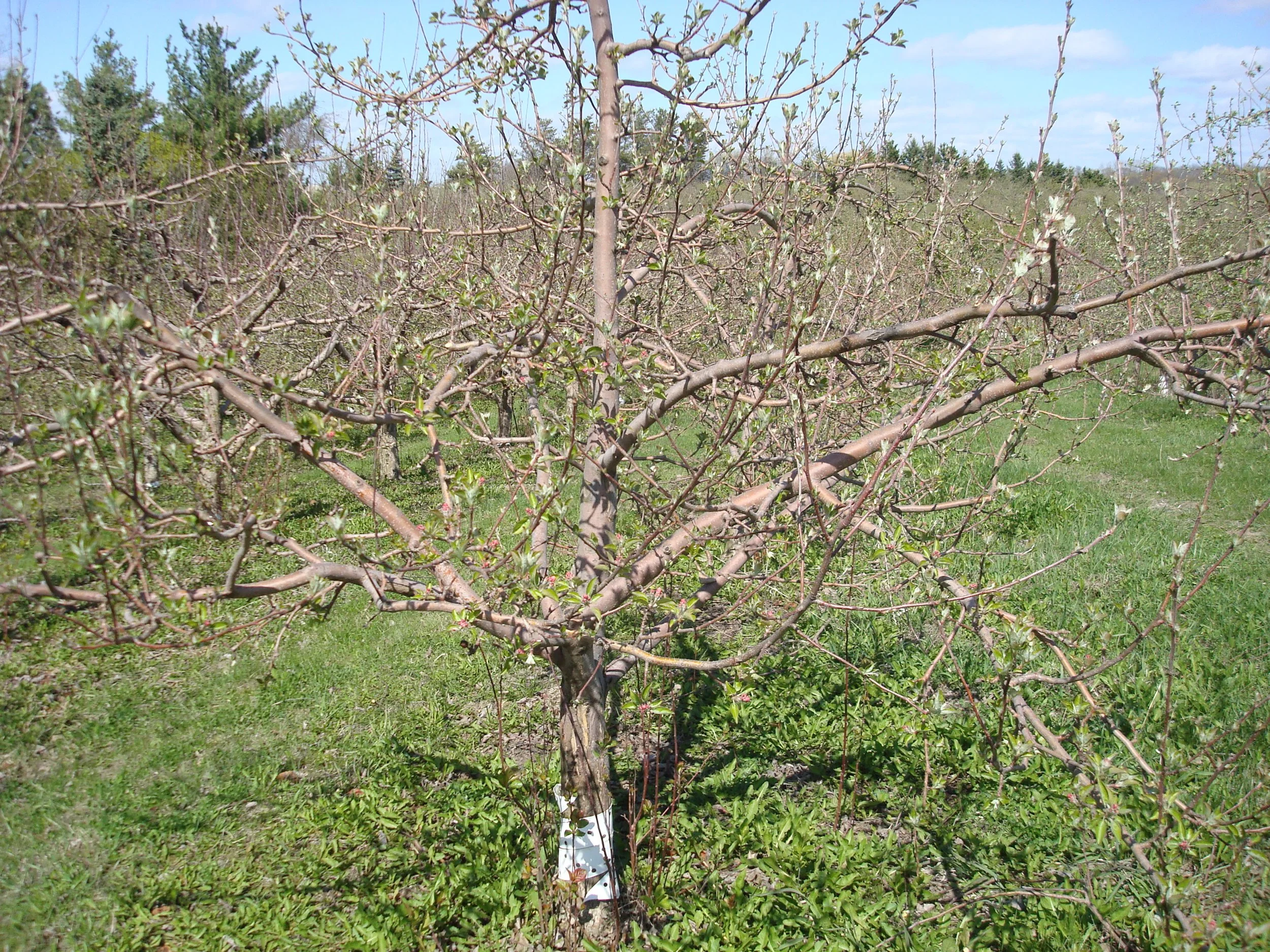 Honeycrisp Tree.JPG