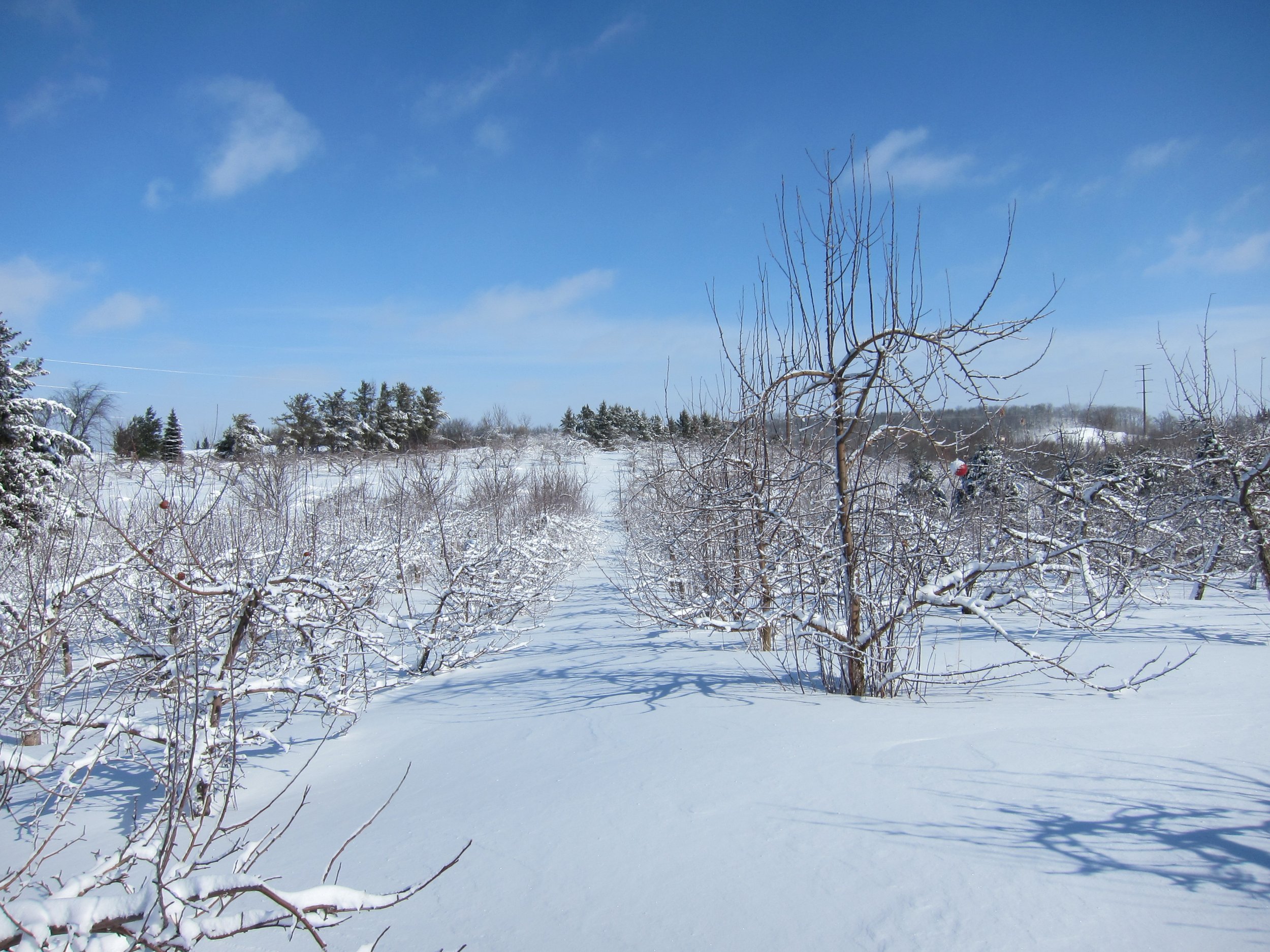 Honeycrisp Zestar row.JPG