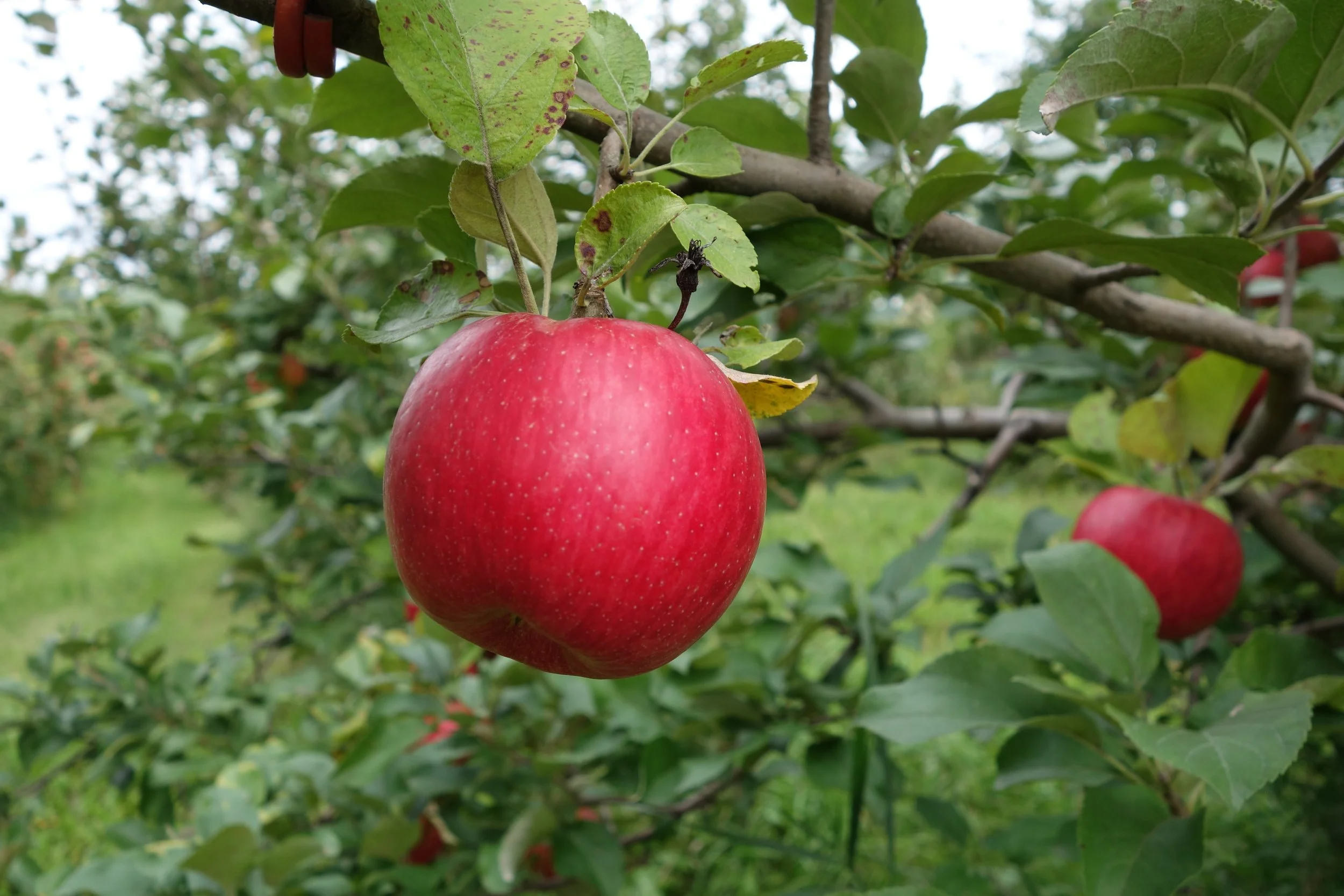 Honeycrisp.JPG