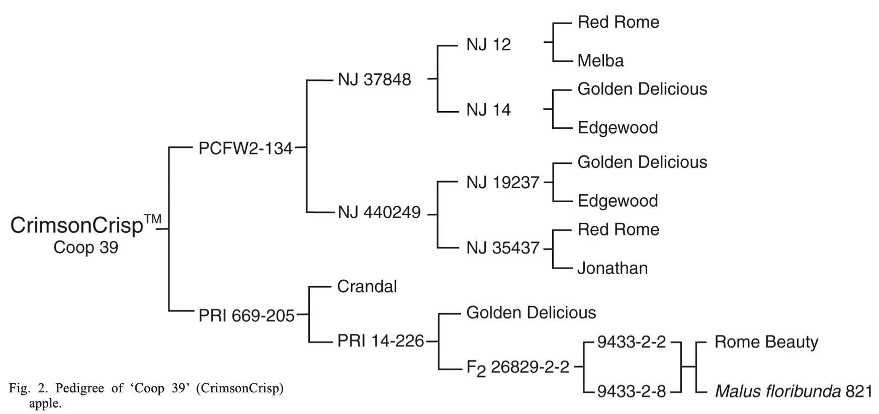 CrimsonCrisp Pedigree.jpg